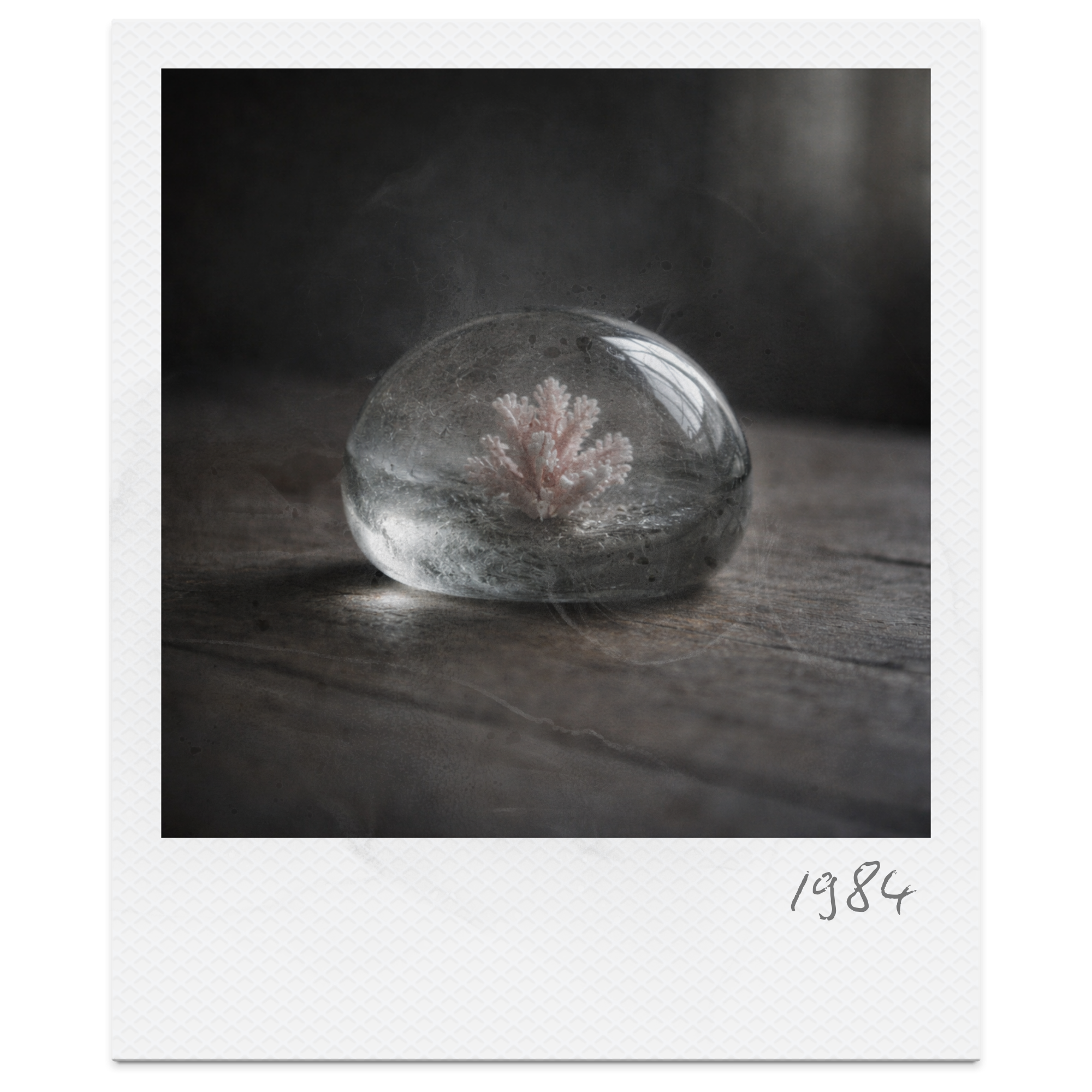 A glass paperweight containing a small pink coral-like object, resting on a wooden surface with soft lighting.