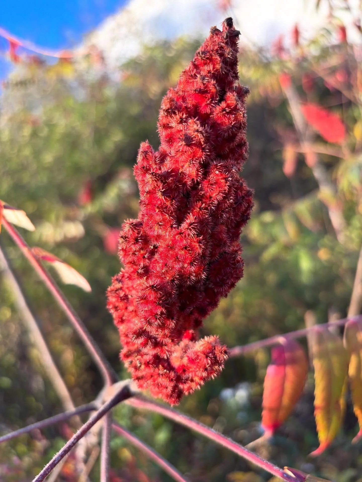 Sumac! This prized native tree/shrub gives us beautiful red color this time of year, as well as clusters of lemon-flavored fuzzy berries that have been used traditionally in the Americas for tea and jam, and in the Middle East as a spice and meat rub