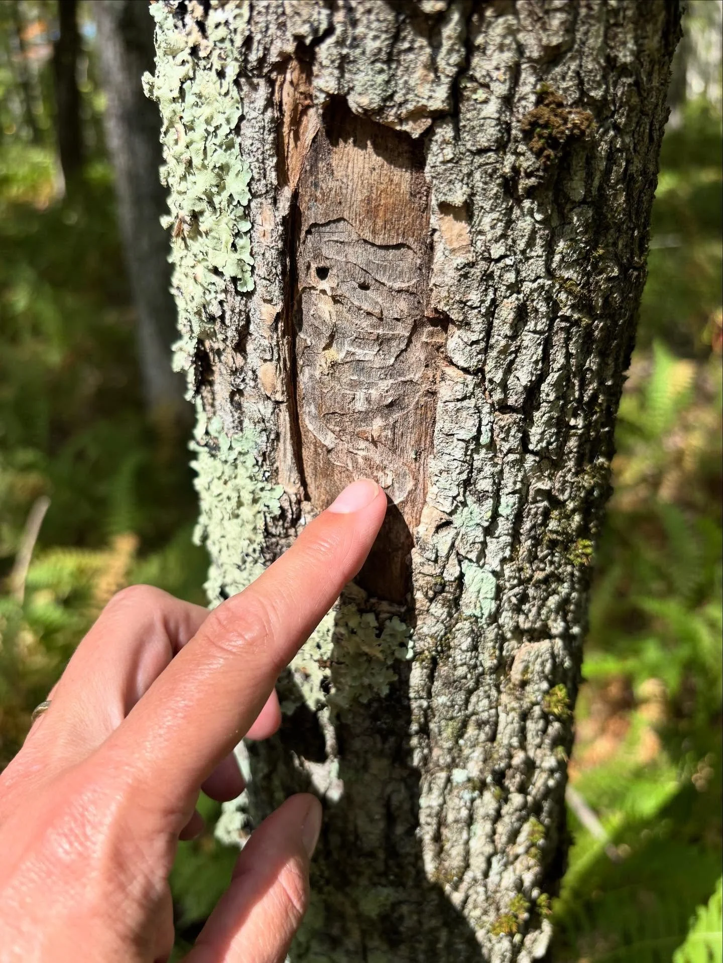 Our local forests are unfortunately impacted by the Emerald Ash Borer (EAB), an invasive insect that is decimating local ash tree populations. So what can be done? We&rsquo;re partnering with the Monitoring and Managing Ash Program (MaMA) to monitor 