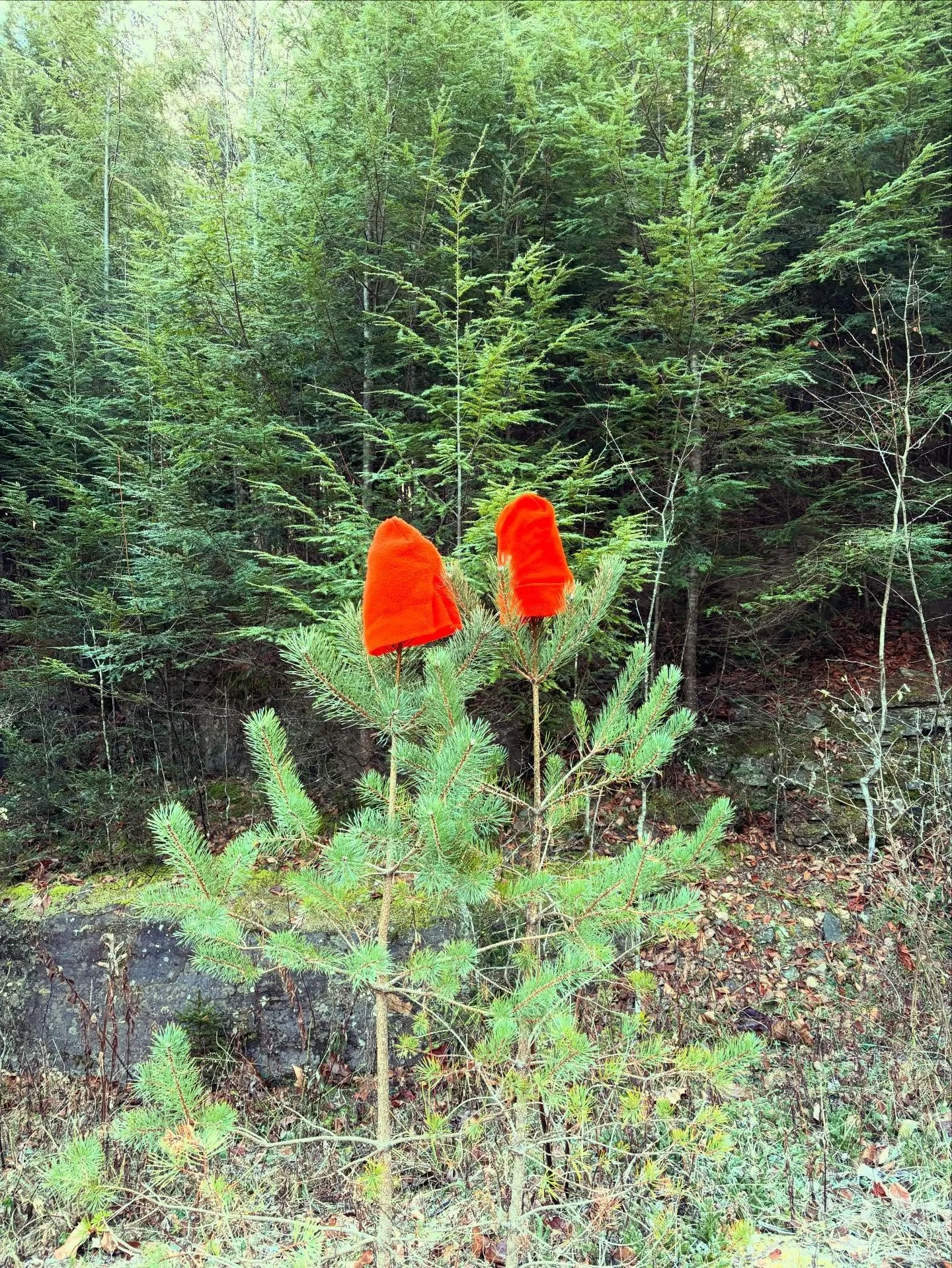 Hunting season is here! Don your caps and keep one handy for a friend!