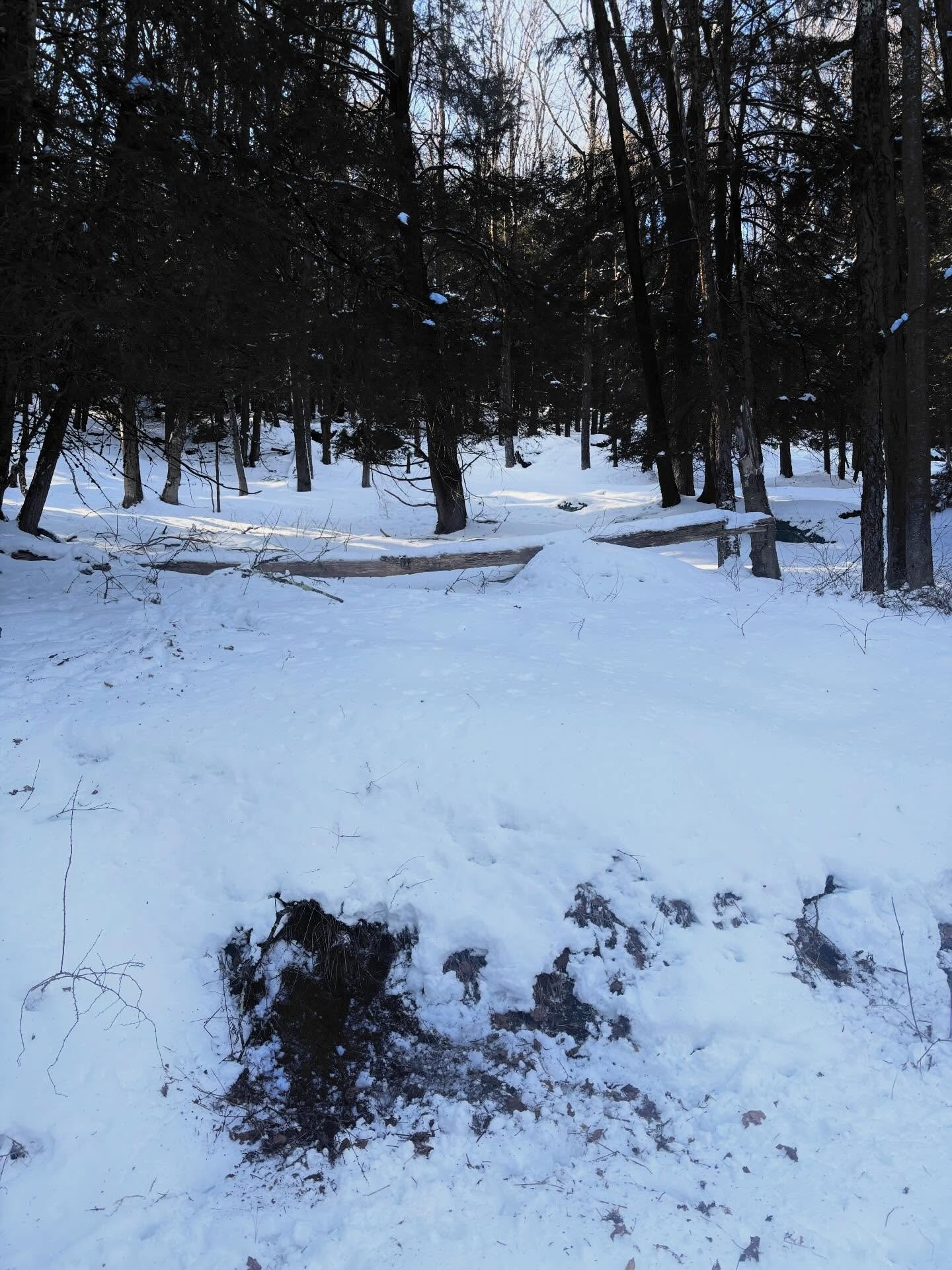 Who&rsquo;s making this mess in our perfect snowy woods? It&rsquo;s the deer, of course! They paw through the snow to get to roots and vegetation that they feed on through the winter. Deer are excellent foragers, and their body chemistry actually cha