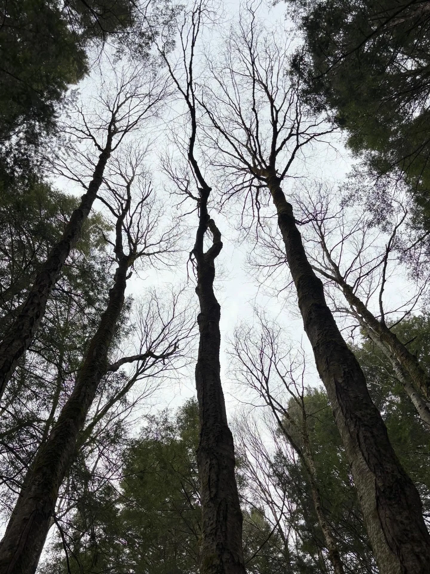 Early spring forest bath.