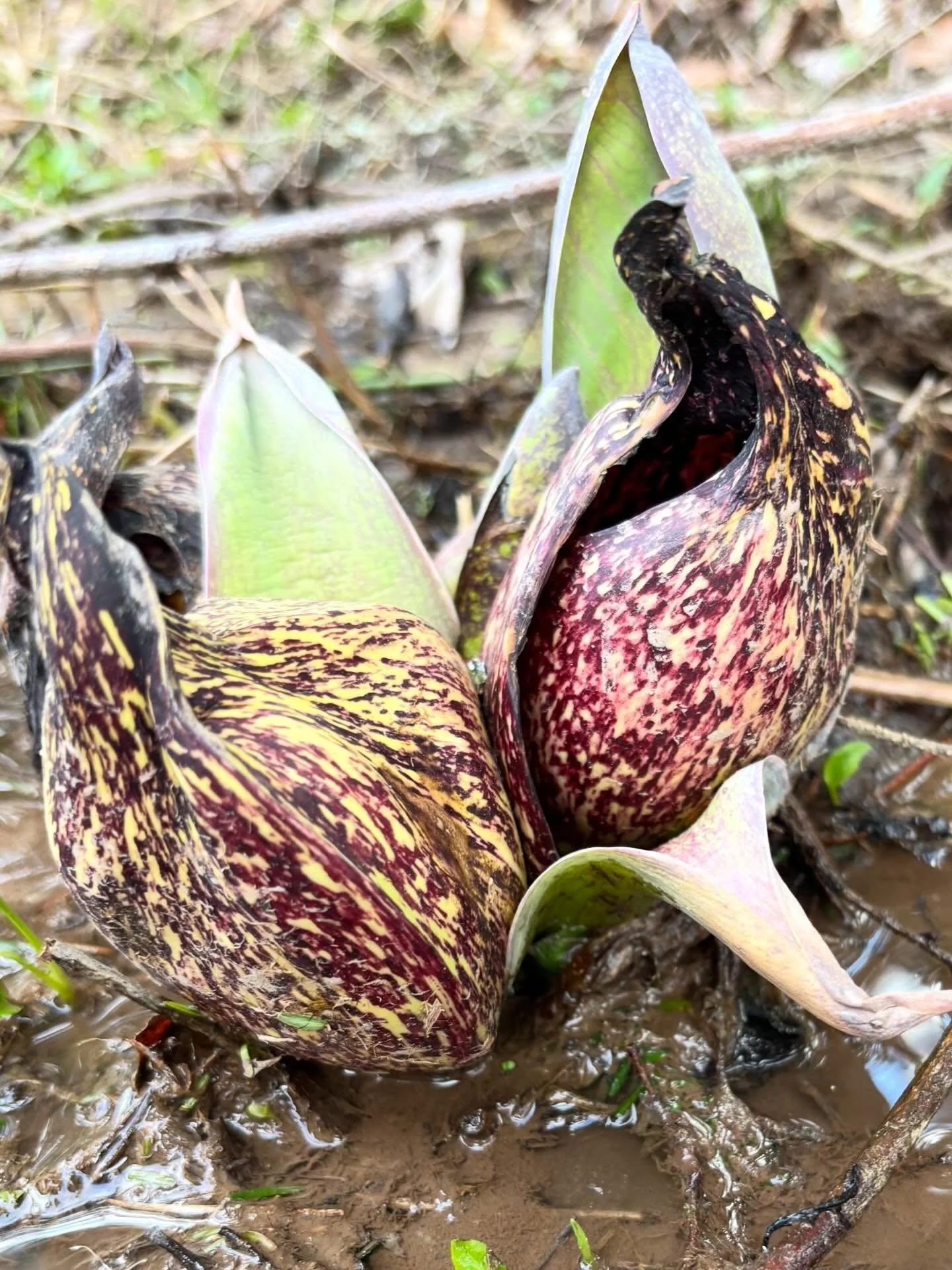 The skunk cabbage is up! This time of year, most of our native plants are still either hiding underground from the frost, or just barely peeking their heads out of the soil. The skunk cabbage is one of our early (and stinky) signs of spring! It&rsquo