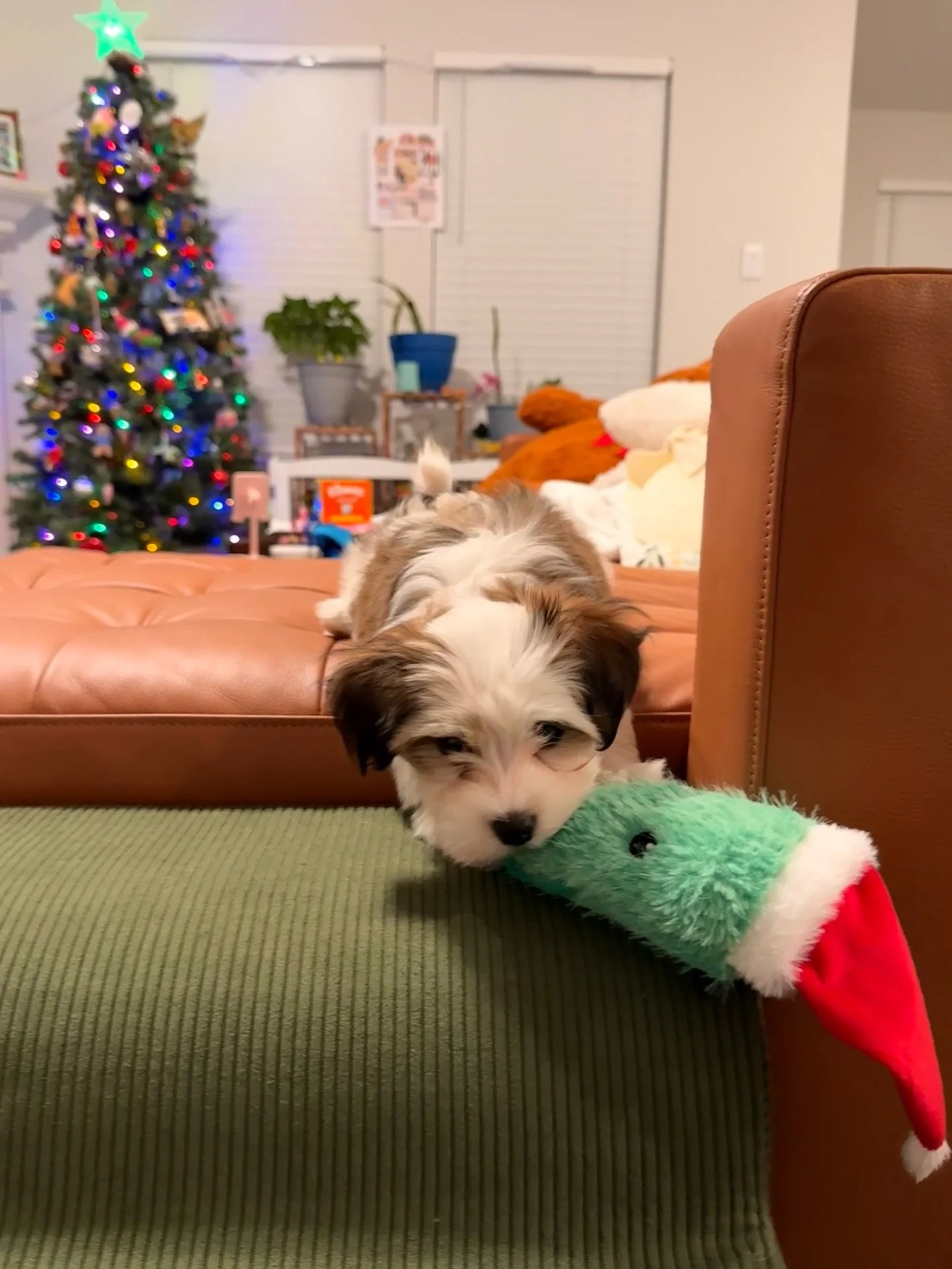 I realized I never made a formal post about this, so&hellip;

Life update ✨

In the throes of tour chaos and deadline life this past year, I had a very logical thought: you know what would really help*? &hellip;A puppy!!! 🤣😭

And somehow, all the s