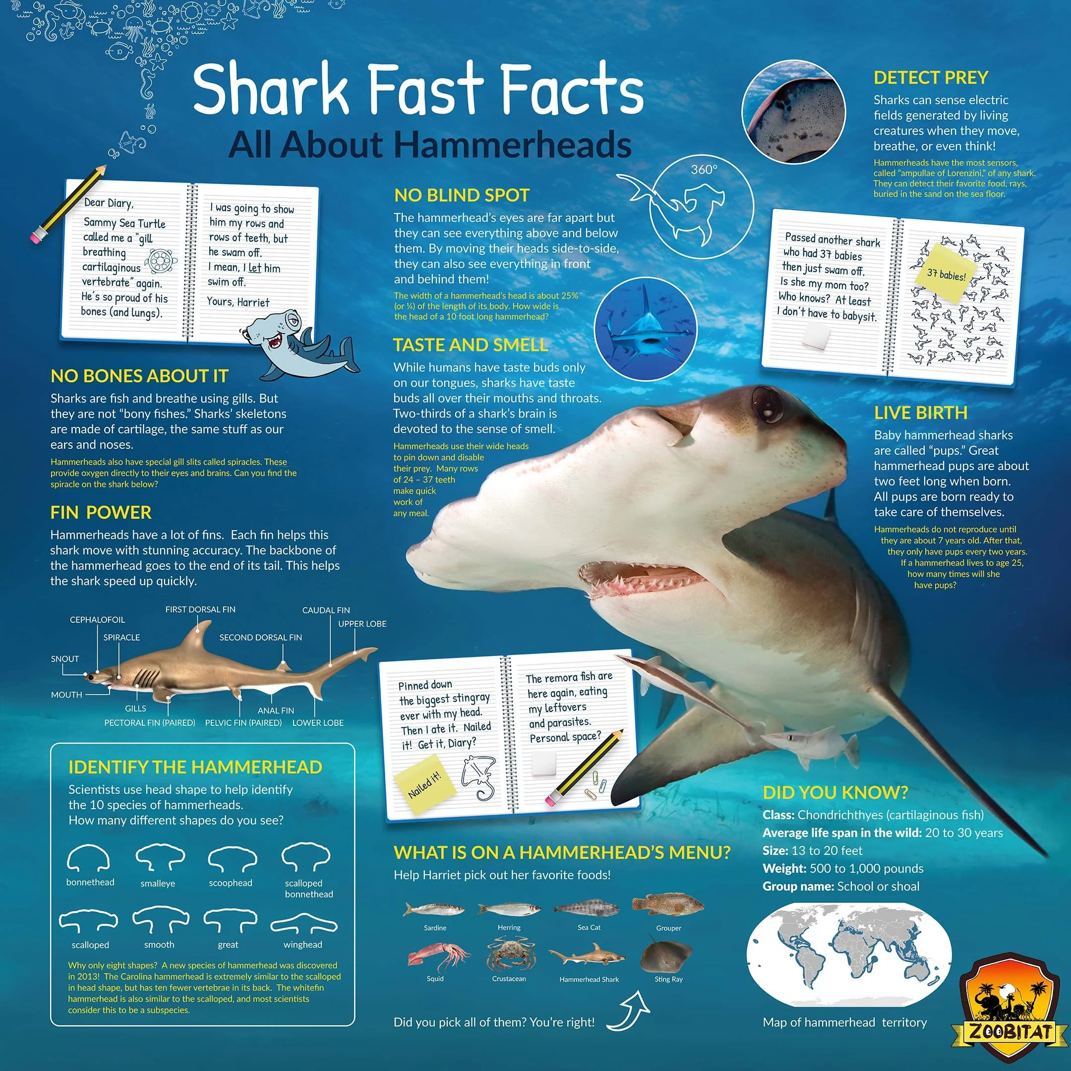 HammerheadExhibitPage Zoobitat Free Nature And Wildlife HammerheadExhibitPage Zoobitat Free Nature And Wildlife