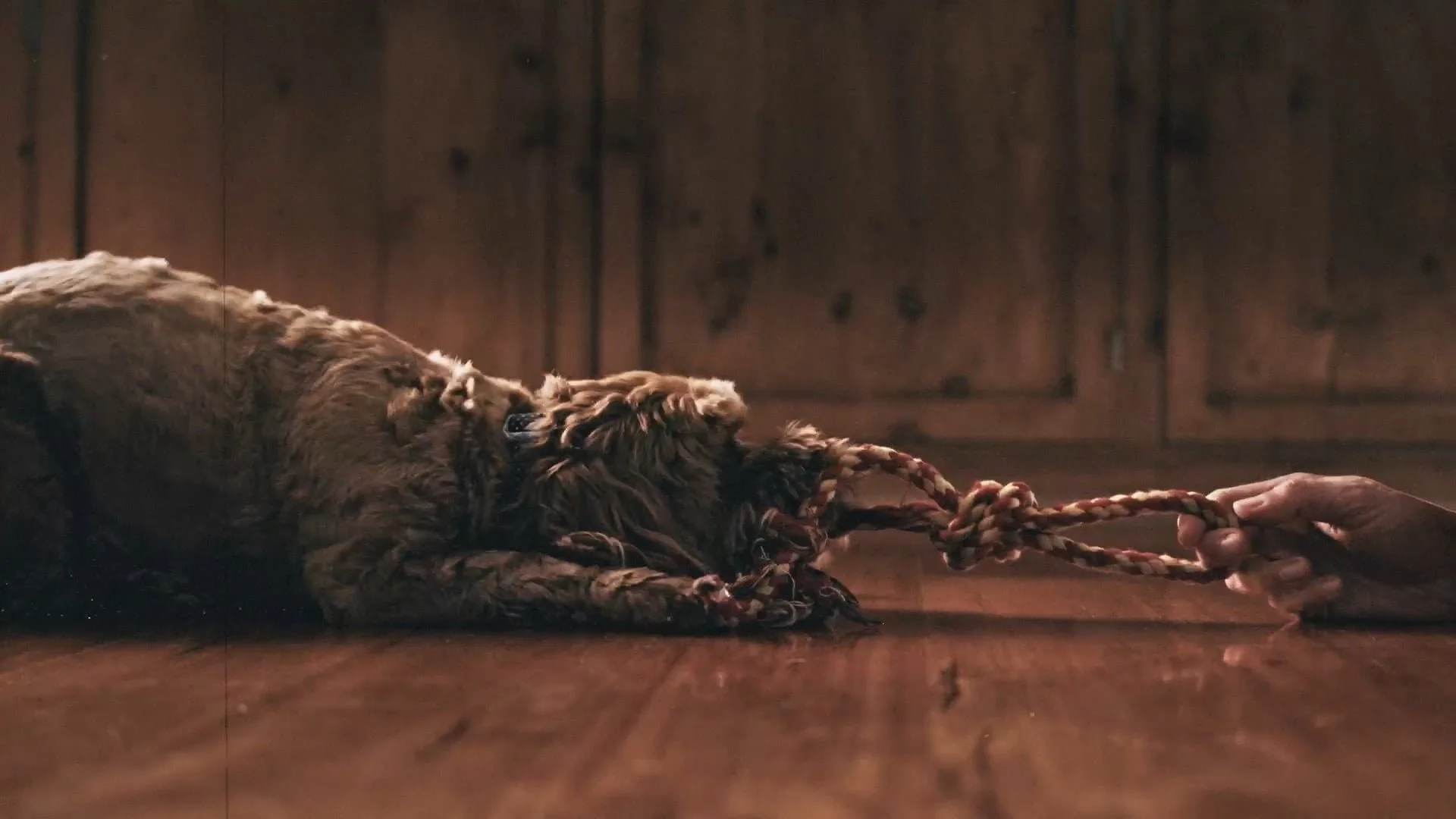 Dog Thing Thumbnail.jpg