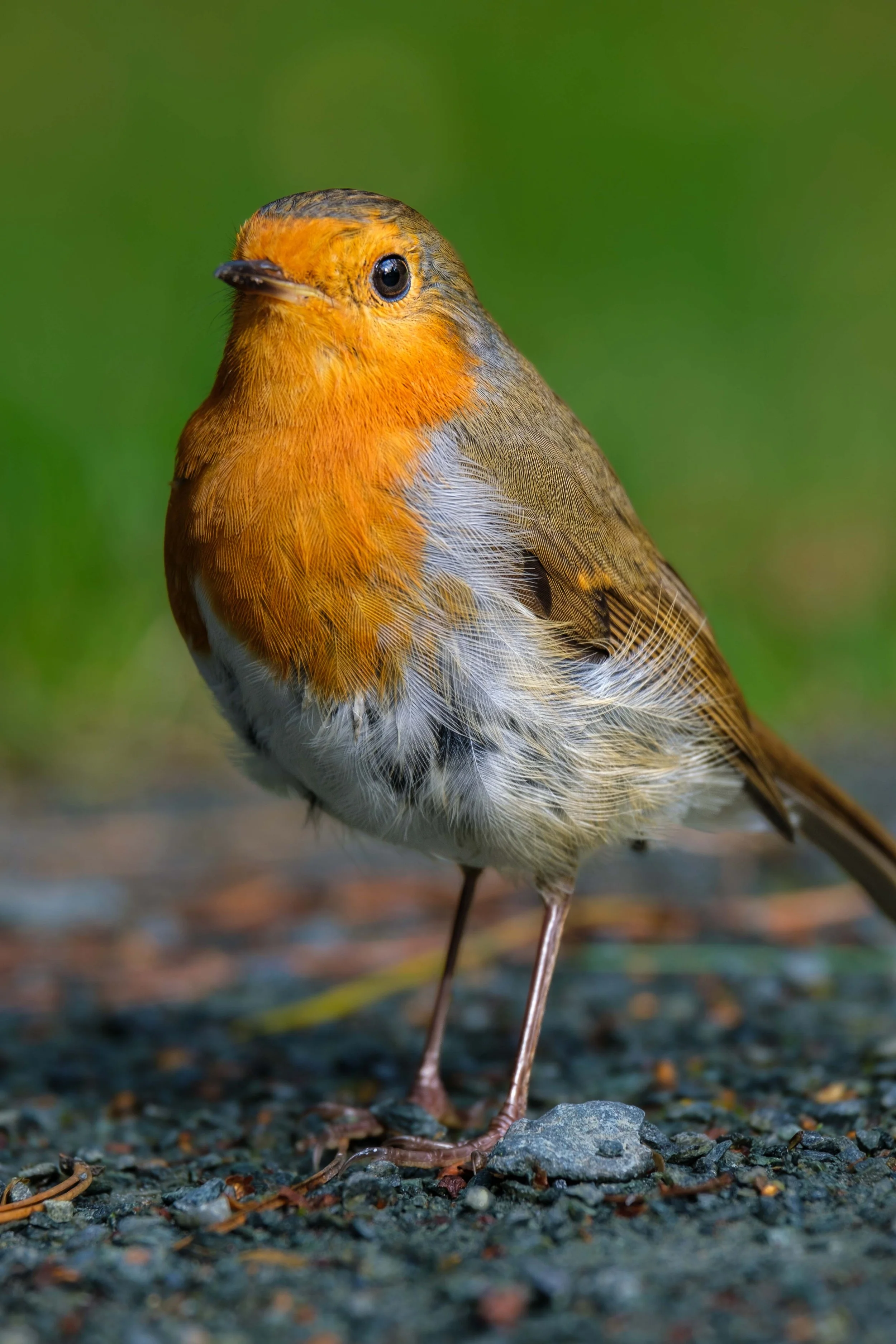 Close-up of a small bird with orange and brown feathers standing on rocky ground with a green blurred background.