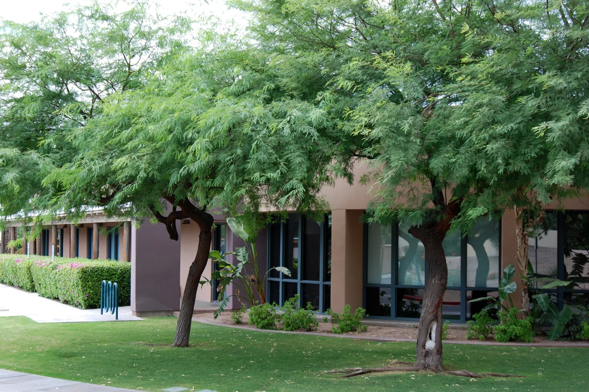 Green trees in front of a modern medical office building with large windows and manicured landscaping