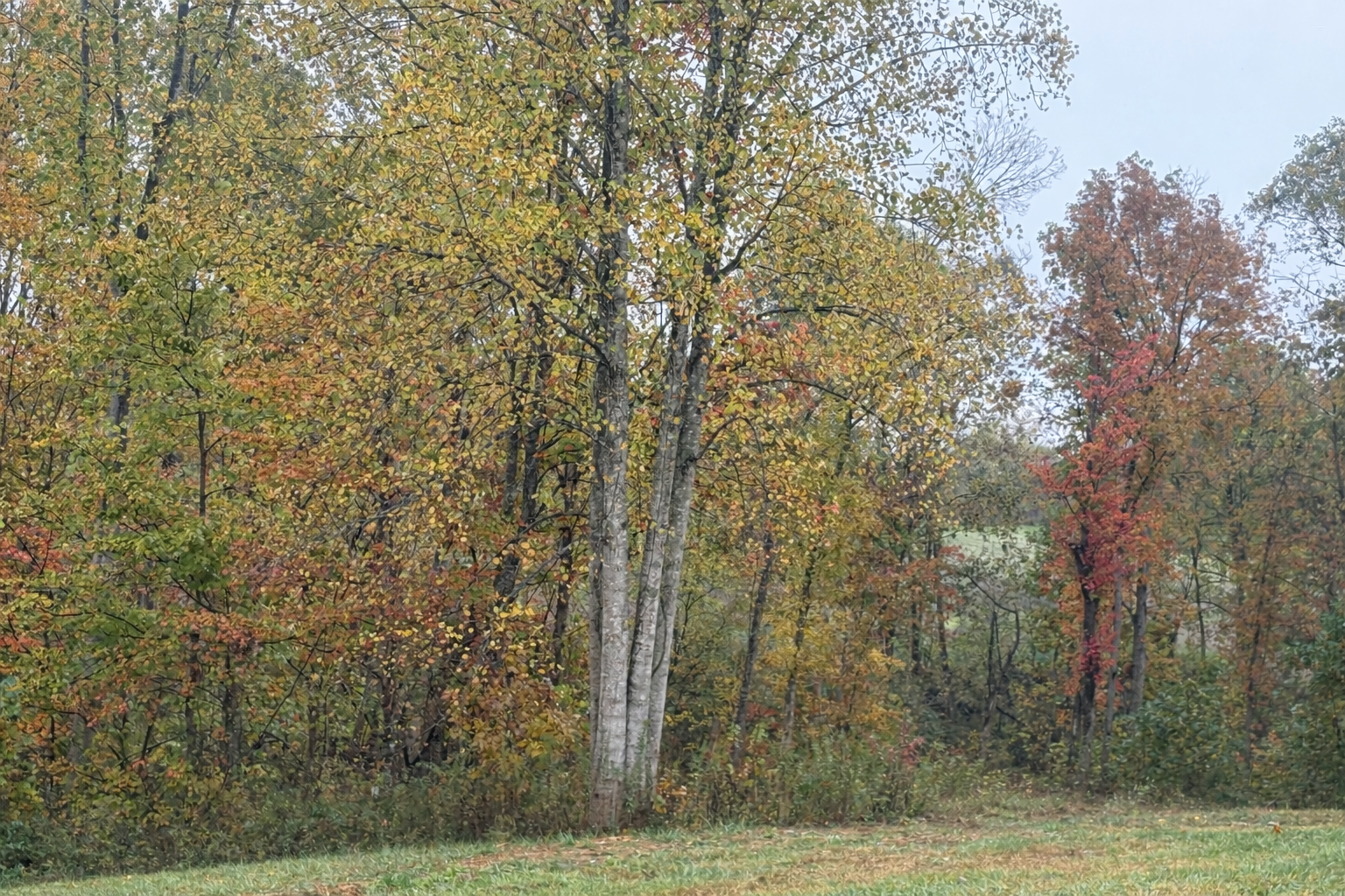 Future Fairy woods ceremony area at Smith Acres Wedding venue in Central Kentucky featuring a natural woodland back drop