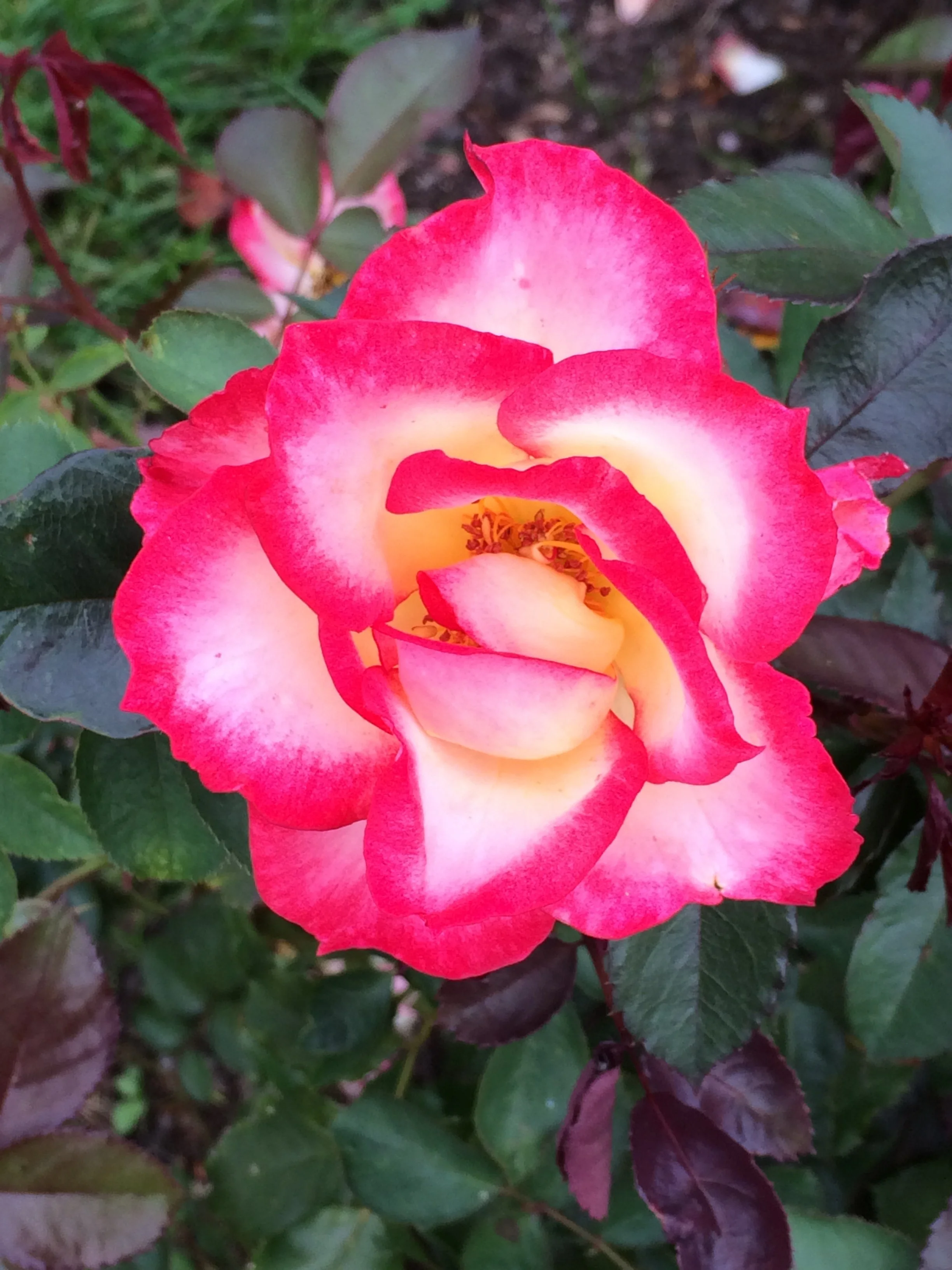 Fall 2 - Seasonal Retreats Collection Greeting Card