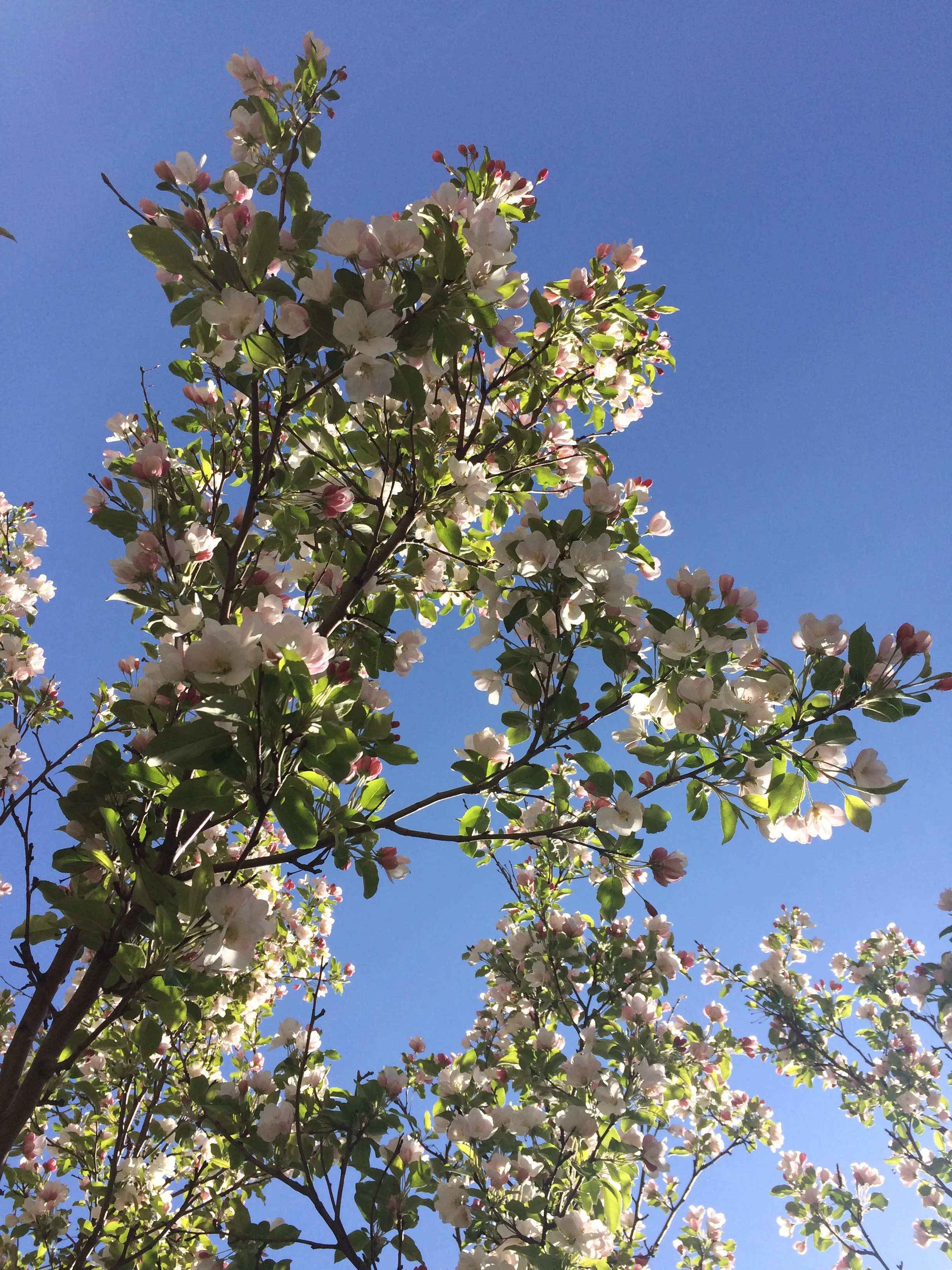 Spring 2 - Seasonal Retreats Collection Blank Greeting Card