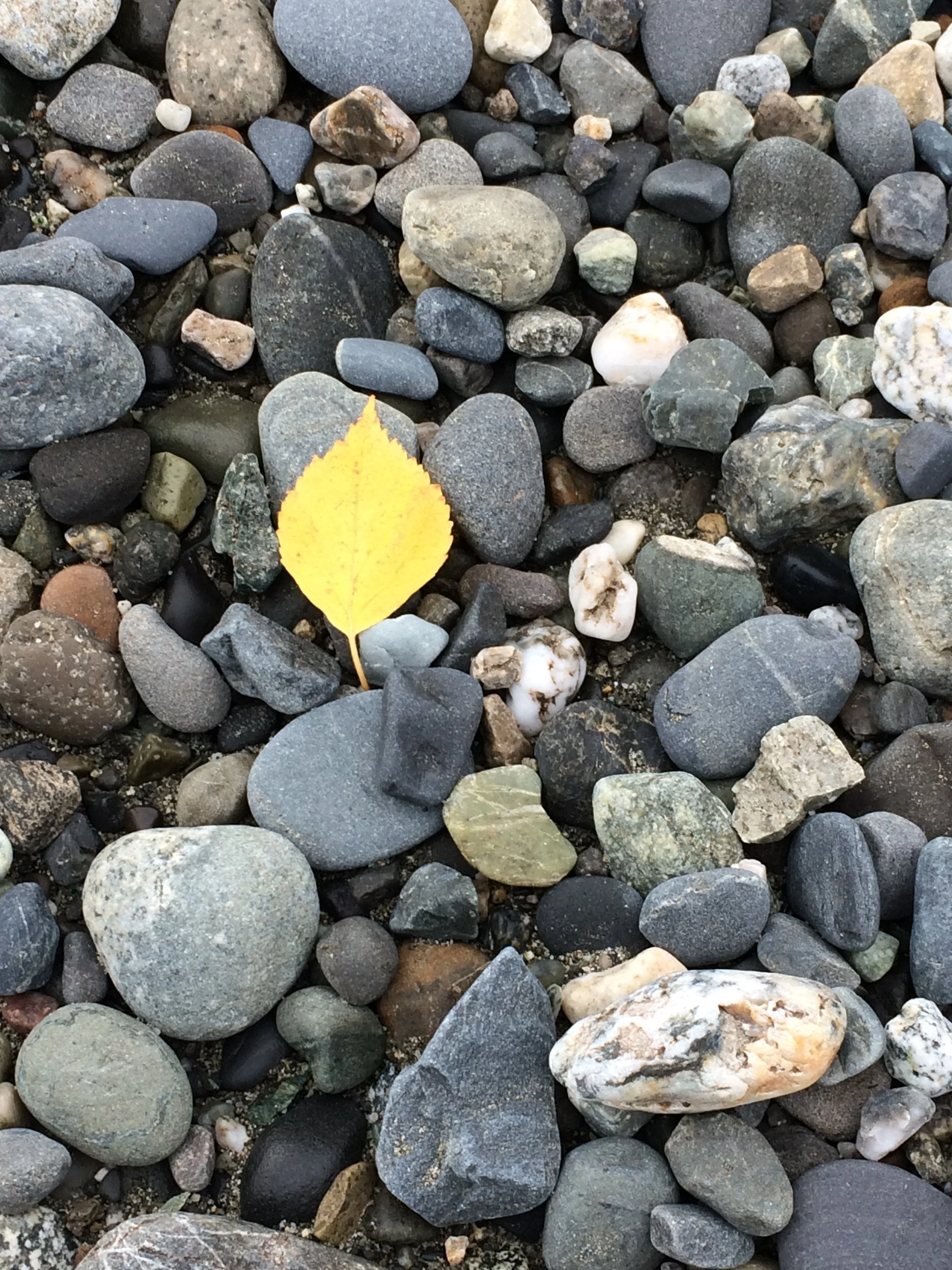 Fall 3 - Seasonal Retreats Collection Blank Greeting Card