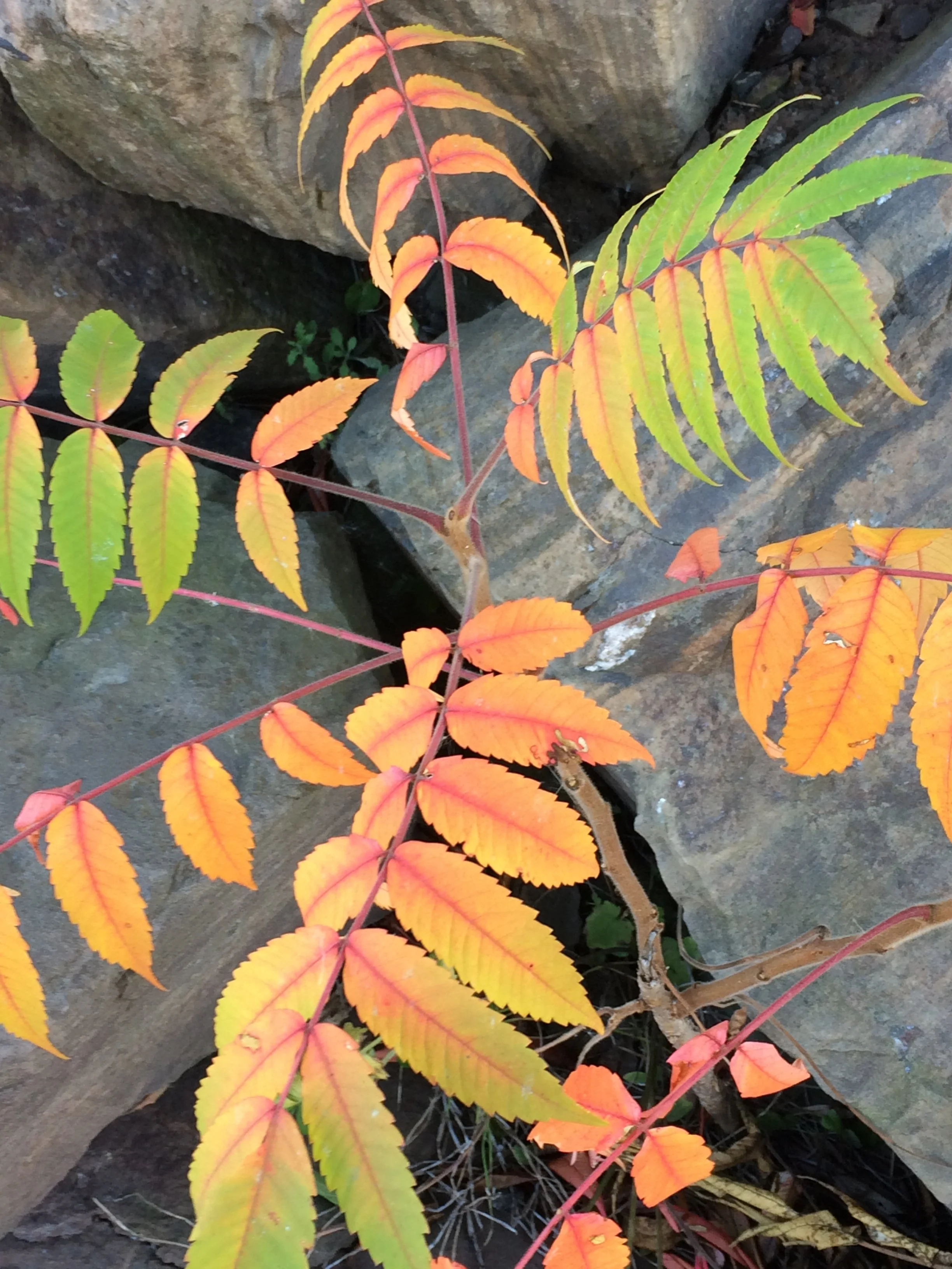 Fall 1 - Seasonal Retreats Collection Greeting Card