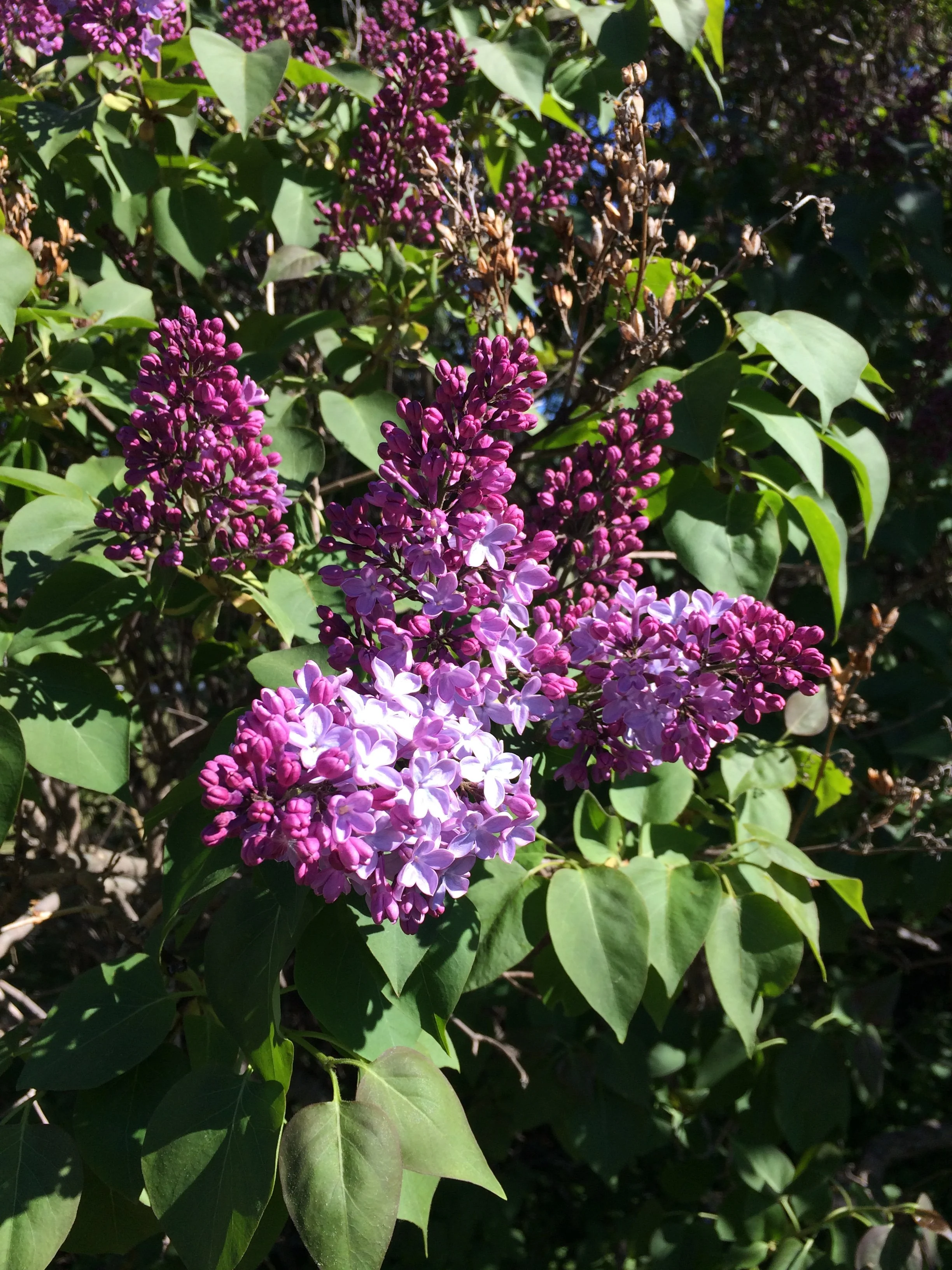 Spring 1 - Seasonal Retreats Collection Blank Greeting Card