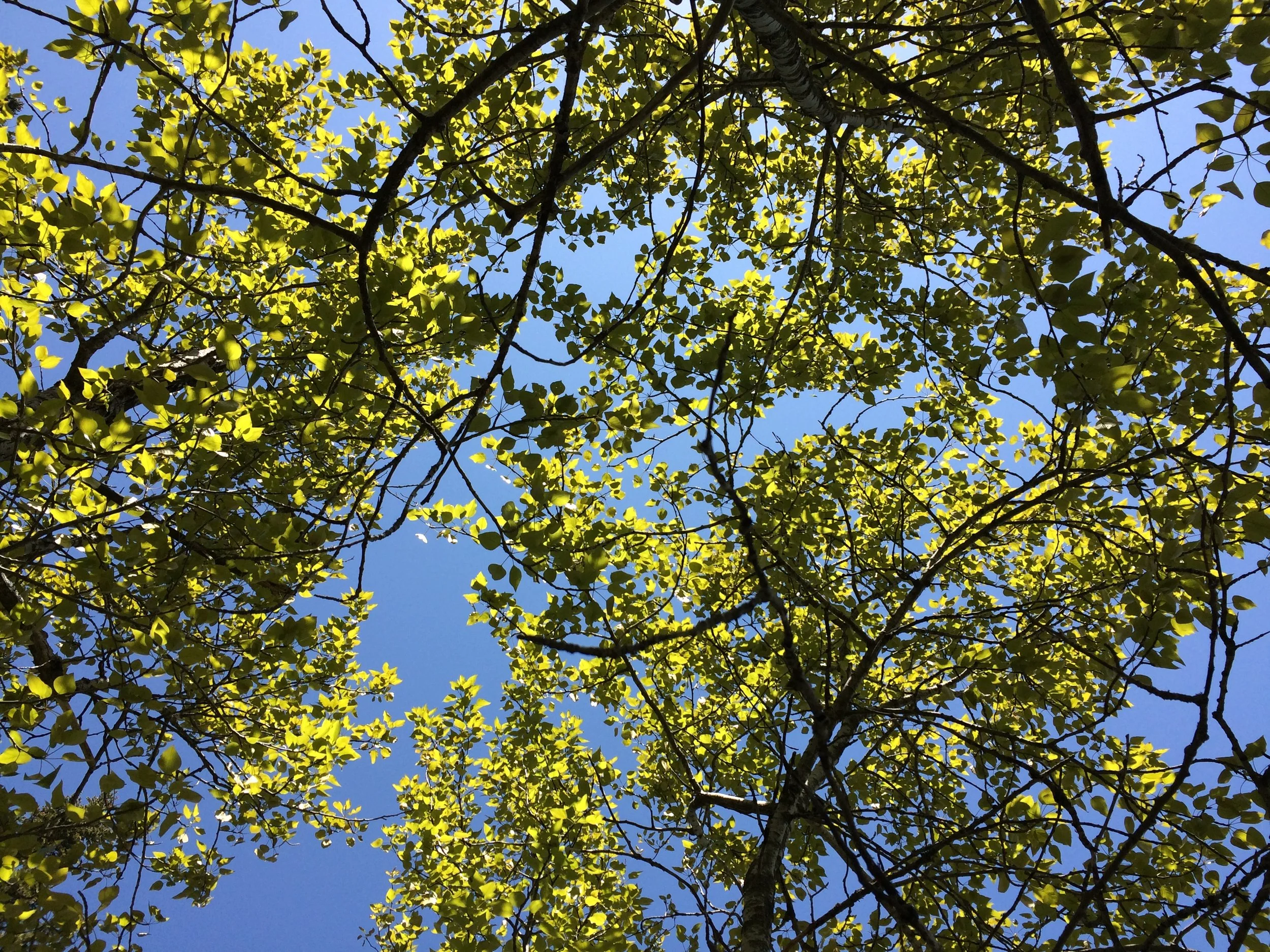 Summer 1 - Seasonal Retreats Collection Blank Greeting Card