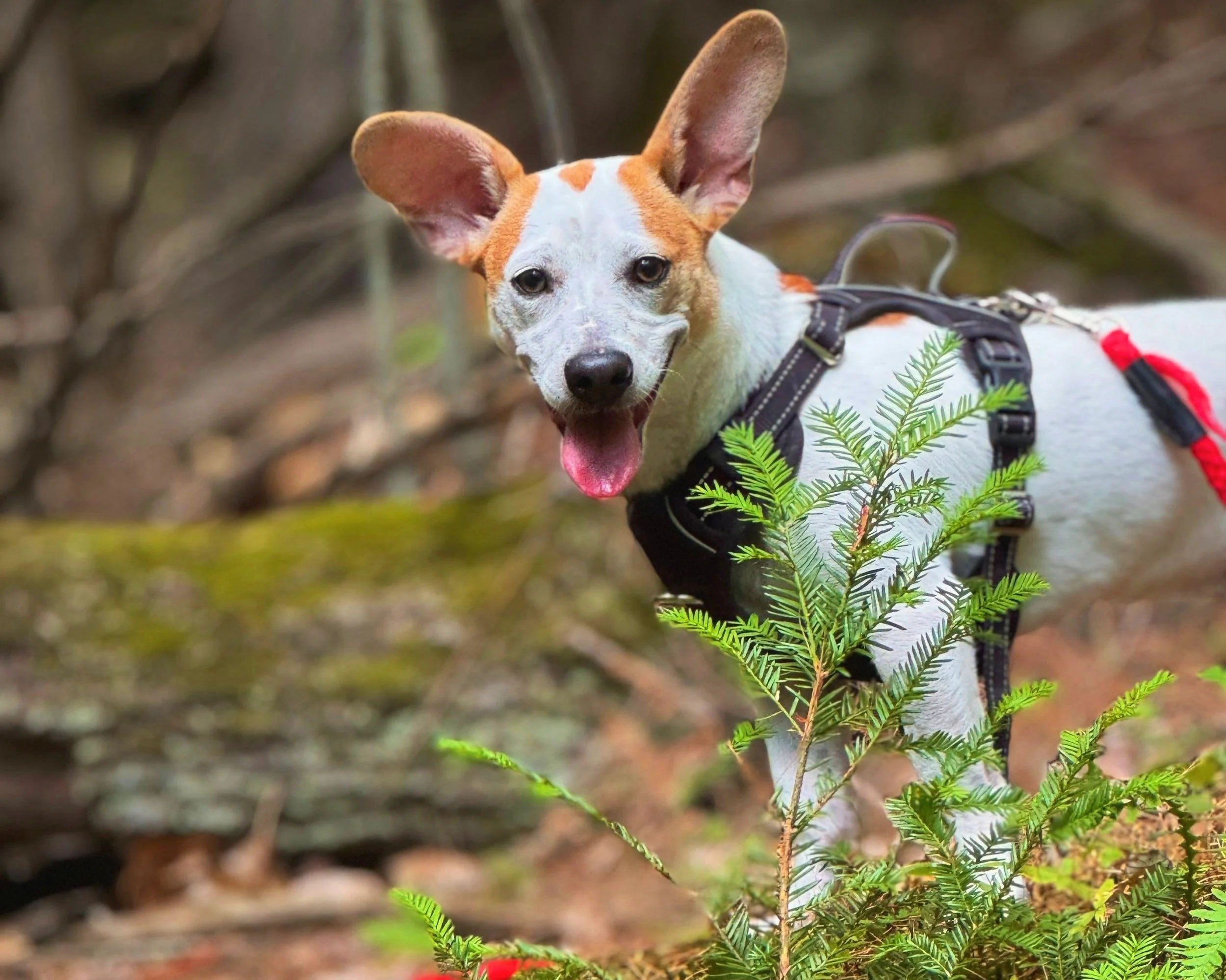 Bart the dog on a hike wearing a harness and long-line leash—trail safety for adventurous pups.