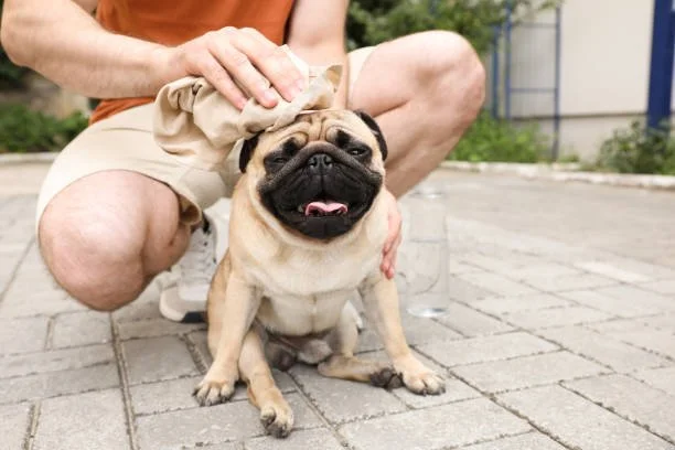 Pug being cooled down with a wet towel on a hot day to prevent heatstroke.
