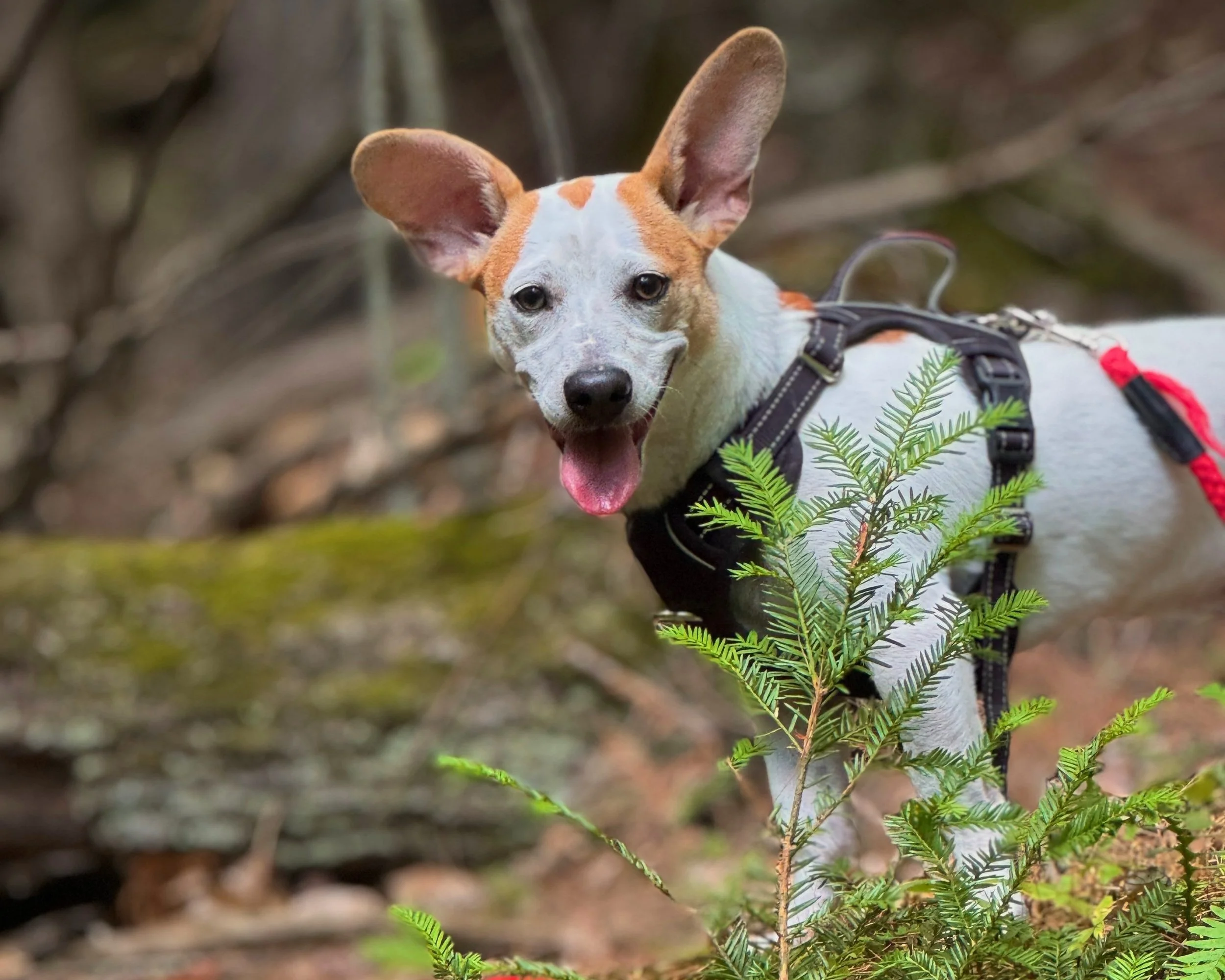 Trail Tails: A Guide to Hiking With Your Dog
