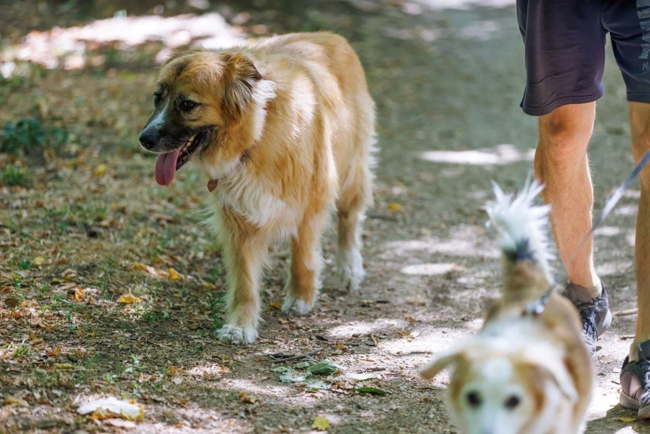 Dogs walking through a wooded trail with their owner—summer hiking with dogs on leash.