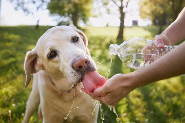 Yellow Labrador Retriever drinking water from a bottle on a hot summer day.
