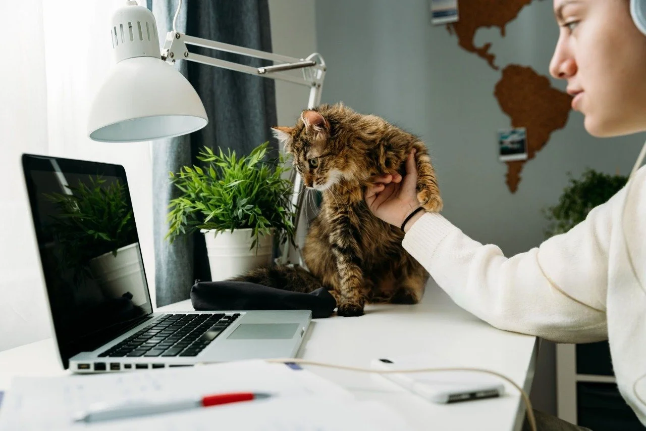 Fluffy brown tabby cat on desk, curious about laptop and owner.