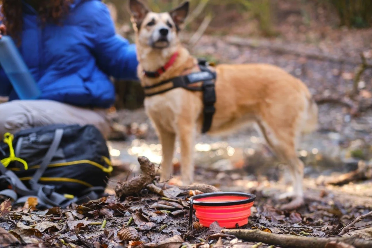 Dog resting on a wooded hiking trail with a red collapsible water bowl—hydration tip for hiking with dogs.