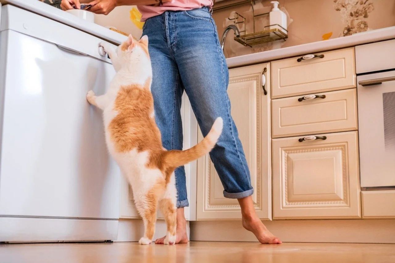 Large white and orange cat reaching up towards kitchen counter, begging for food.