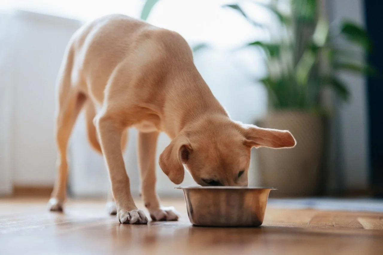 Dog eating from a stainless steel bowl on a hardwood floor