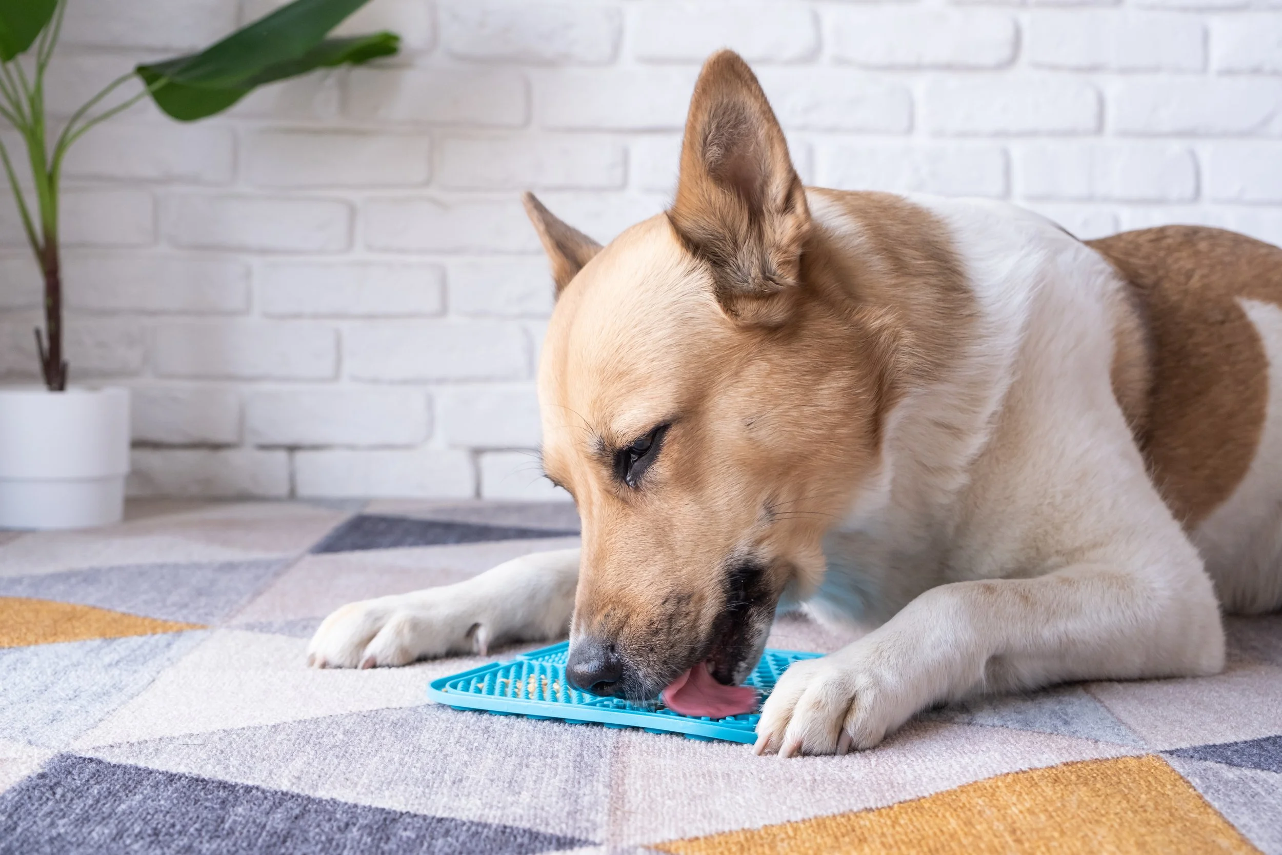 Medium-sized dog lying on a patterned rug, licking spreadable food from a textured blue lick mat.