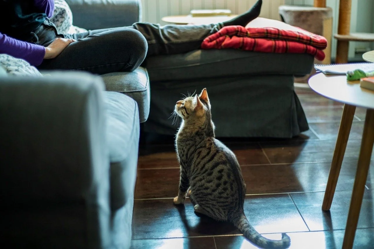 Close-up of a tabby cat sitting on a wooden floor, looking directly at the camera with bright green eyes.