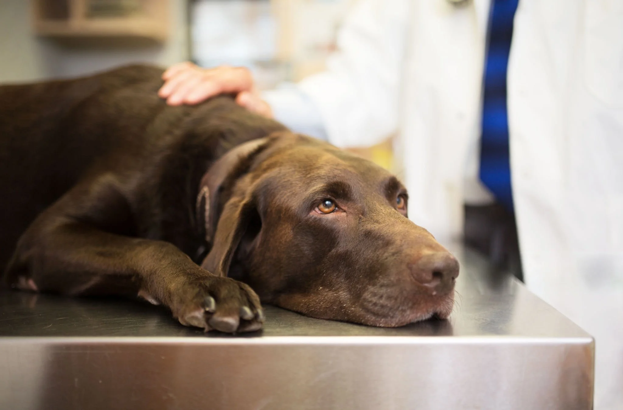 Brown Labrador retriever resting its head on a stainless steel vet table while being comforted by a veterinarian.