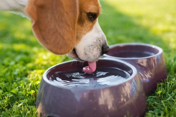 Beagle drinking fresh water from a bowl outdoors on a hot day.