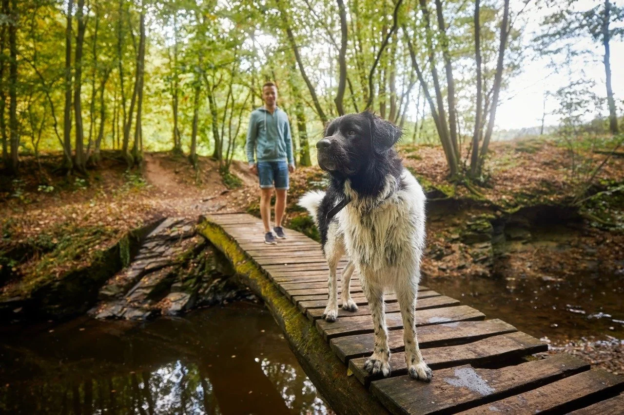 Dog crossing a wooden trail bridge with owner behind—safe off-leash hiking in forest terrain.