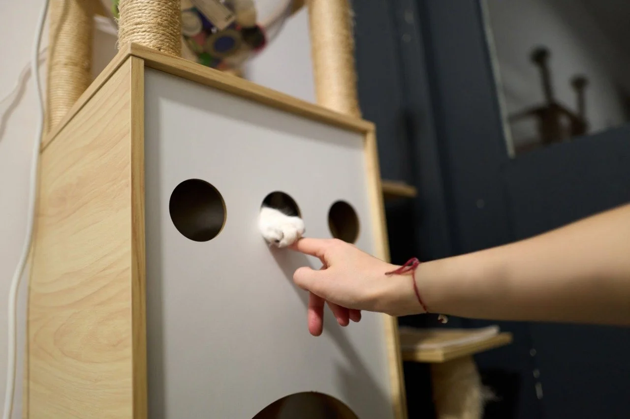 White cat paw peeking through hole in cat tree, reaching out to owner's hand