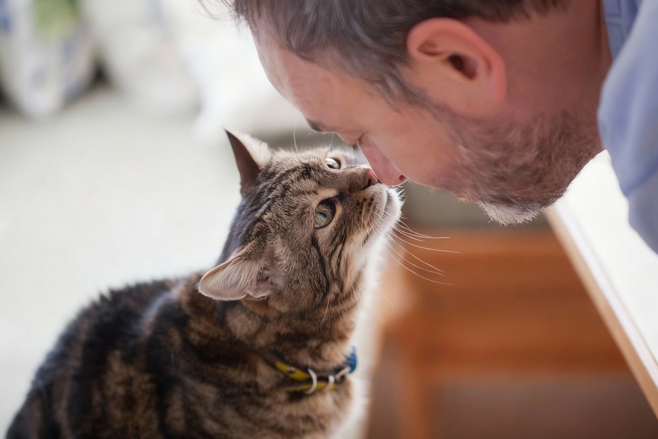 Man gently touching noses with a tabby cat indoors, showing trust and connection between pet and owner.