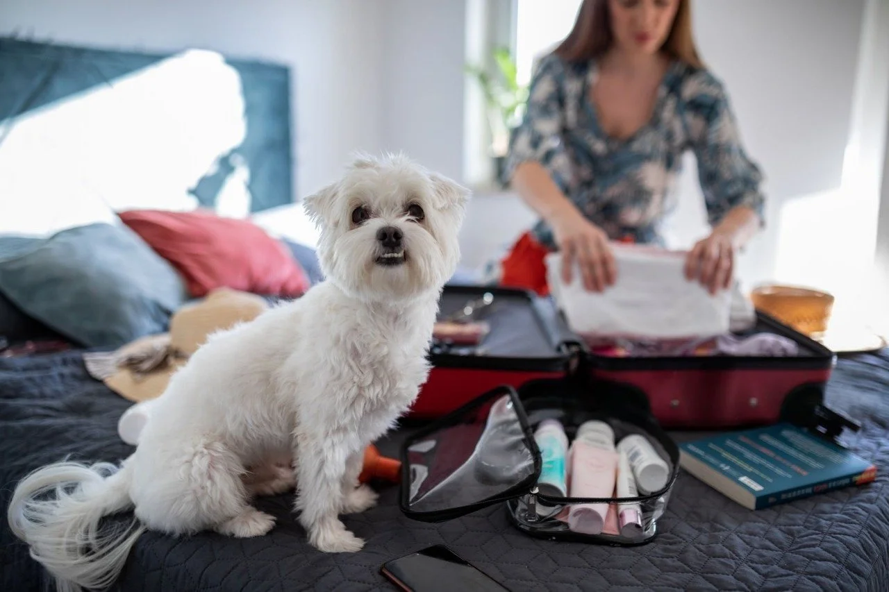 Small white fluffy dog sitting on a bed next to an open suitcase while owner packs.