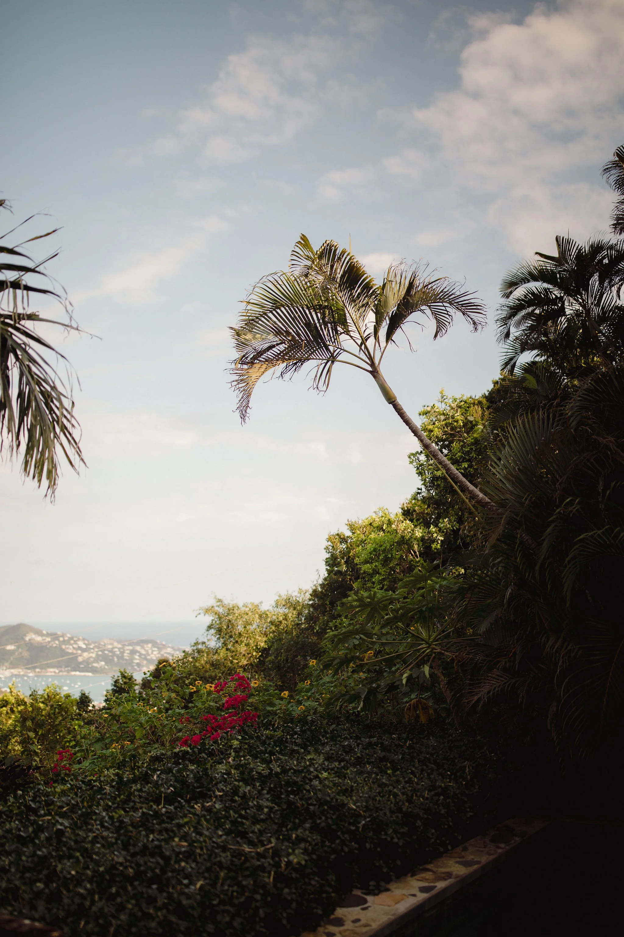 Tropical landscape with palm trees and lush greenery, with a view of a distant body of water and hillside under a partly cloudy sky.