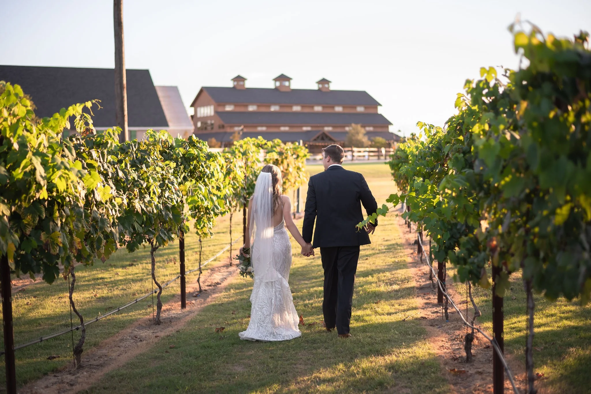 A bride and groom walking hand in hand through vineyard rows during sunset, holding hands, with a large barn-style building in the background.