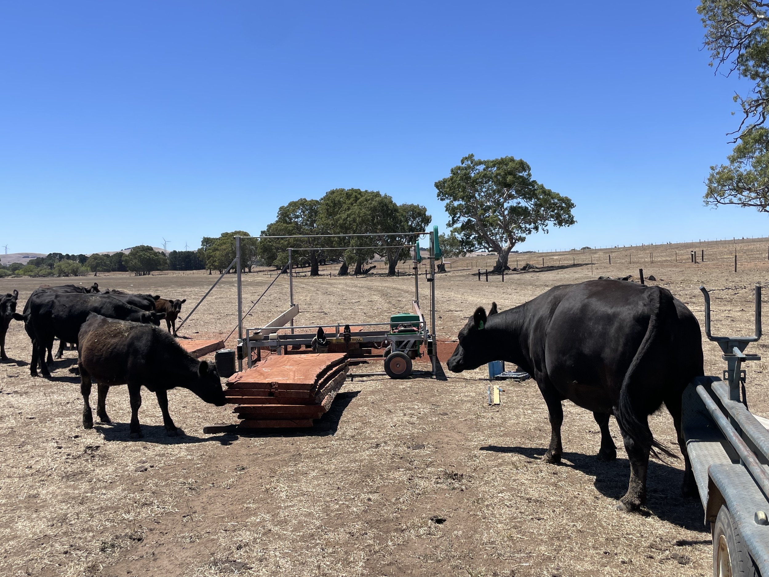 timber and cows.jpeg