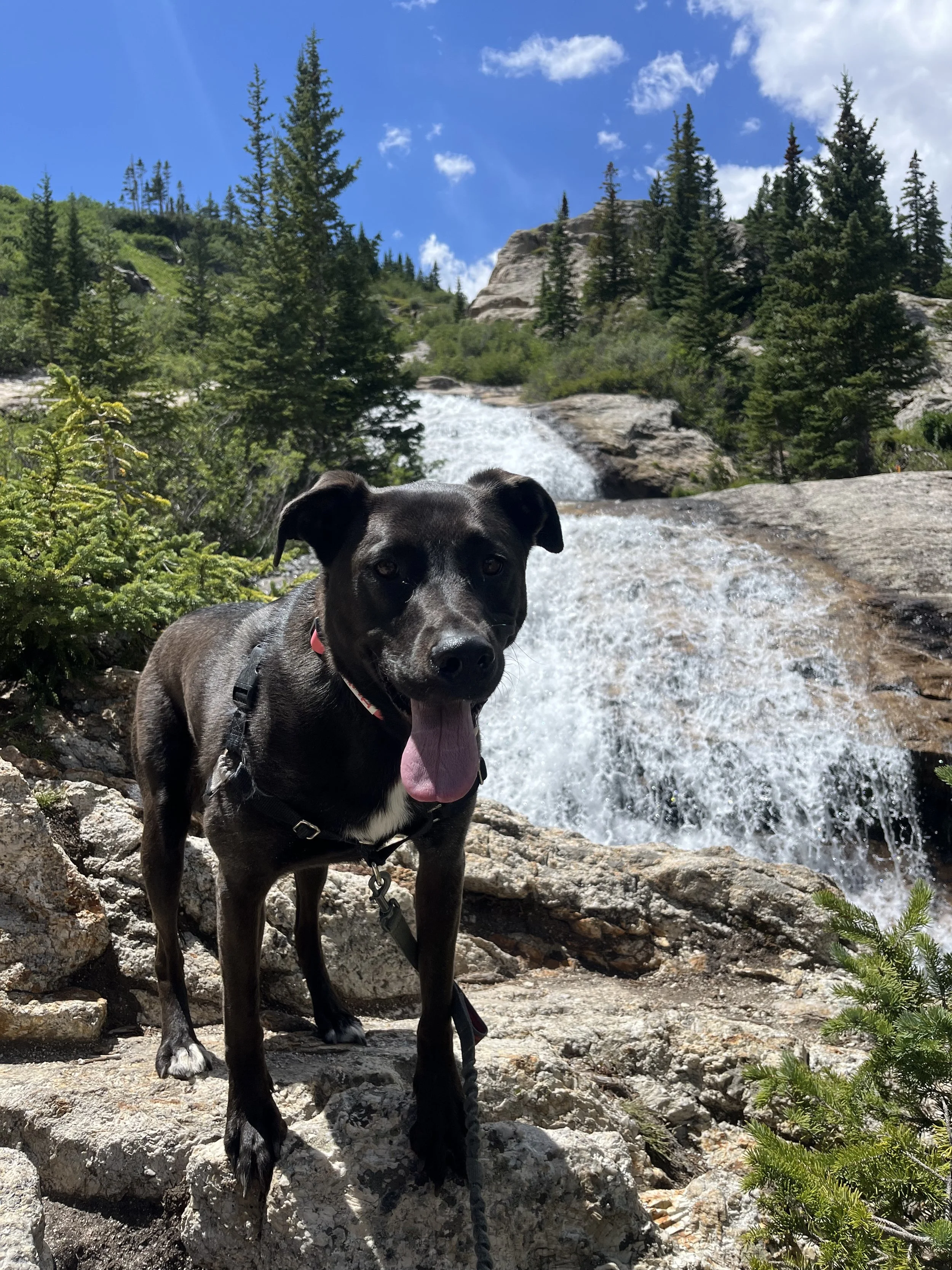 A black dog with white paws and a pink collar standing on rocks in front of a waterfall in a forest with pine trees, under a blue sky with clouds.