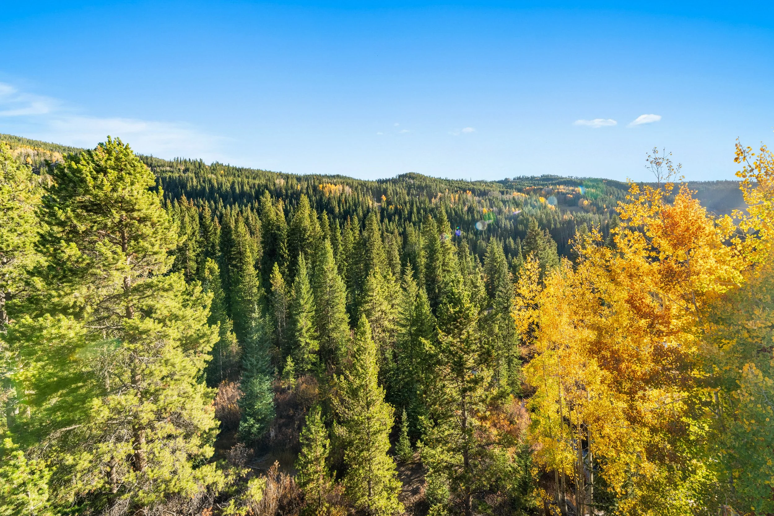 A scenic view of a forest with tall green pine trees and some yellow autumn trees under a clear blue sky.