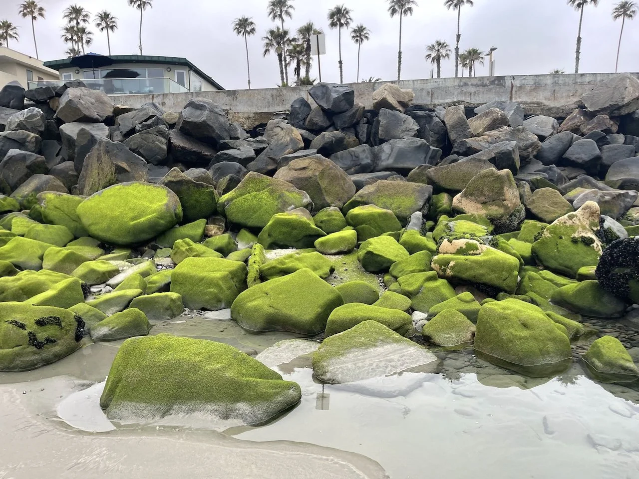 Sea Moss Gel (Irish Moss): What it is, why people eat it,  the easiest way to make it