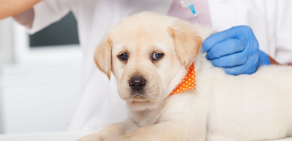 Leptospirosis