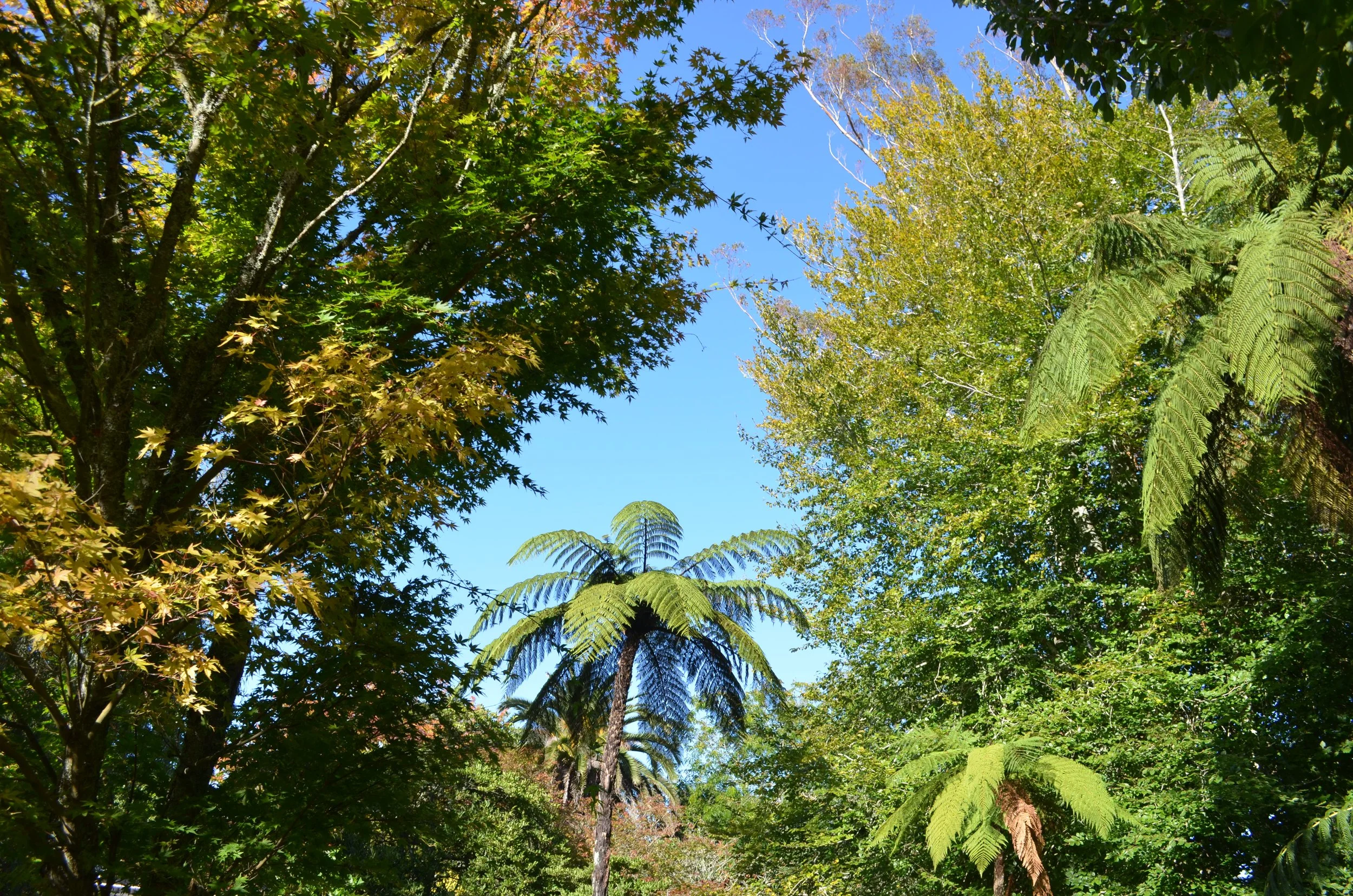 DSC_0318.JPG