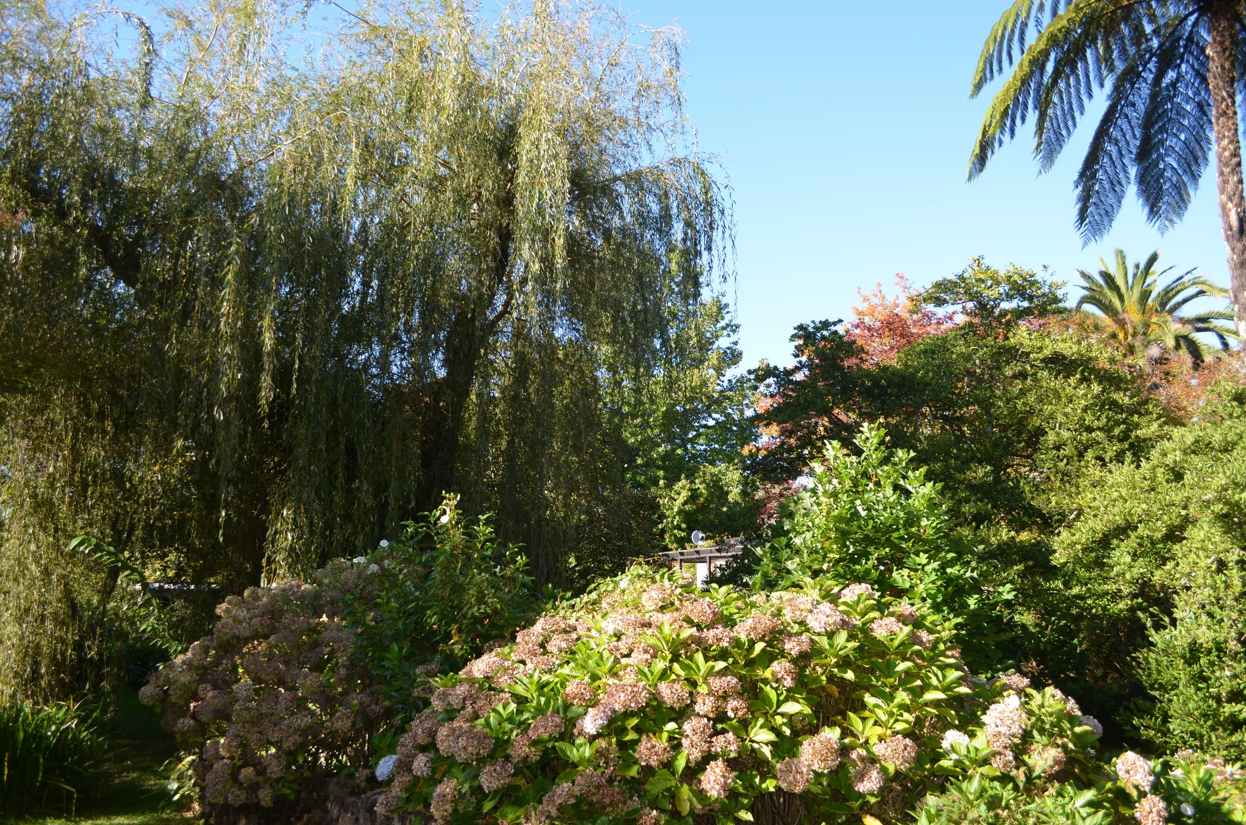 DSC_0320.JPG