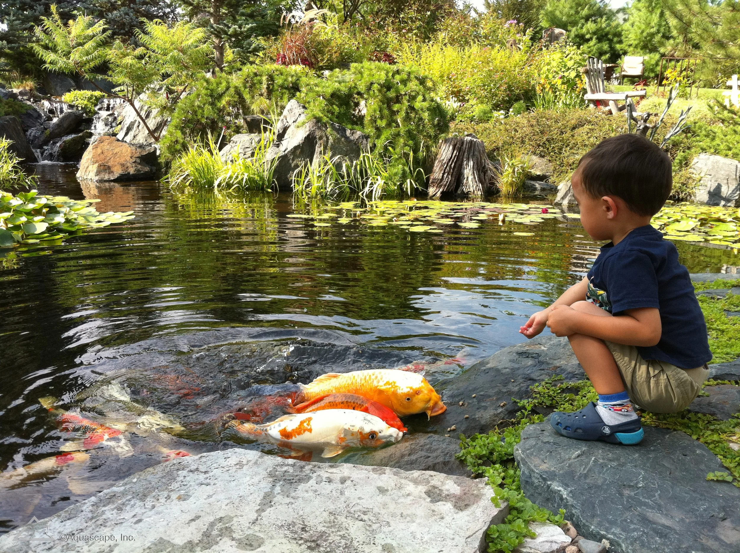 A young boy sitting on a rock by a pond with colorful koi fish swimming near him, with lush green plants and rocks in the background.