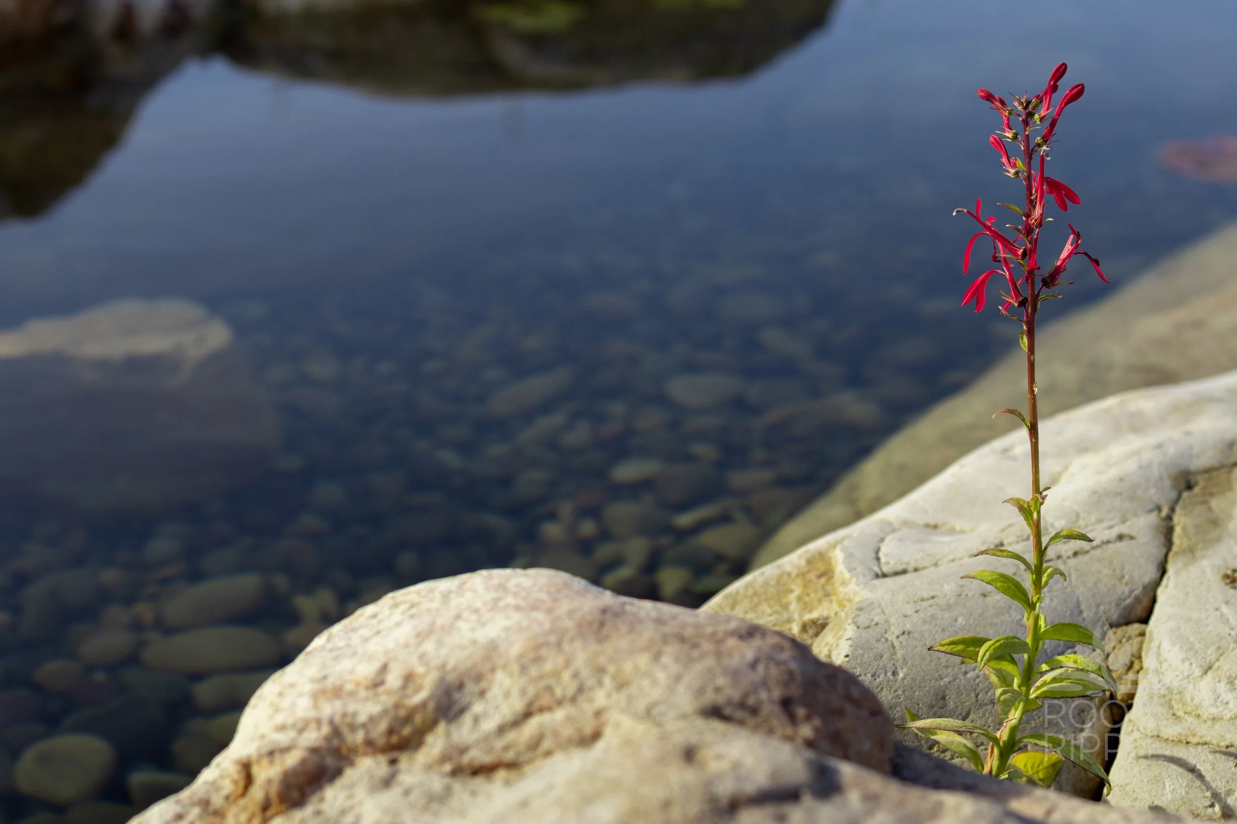 Rydalch_InteractiveStream-25.jpg