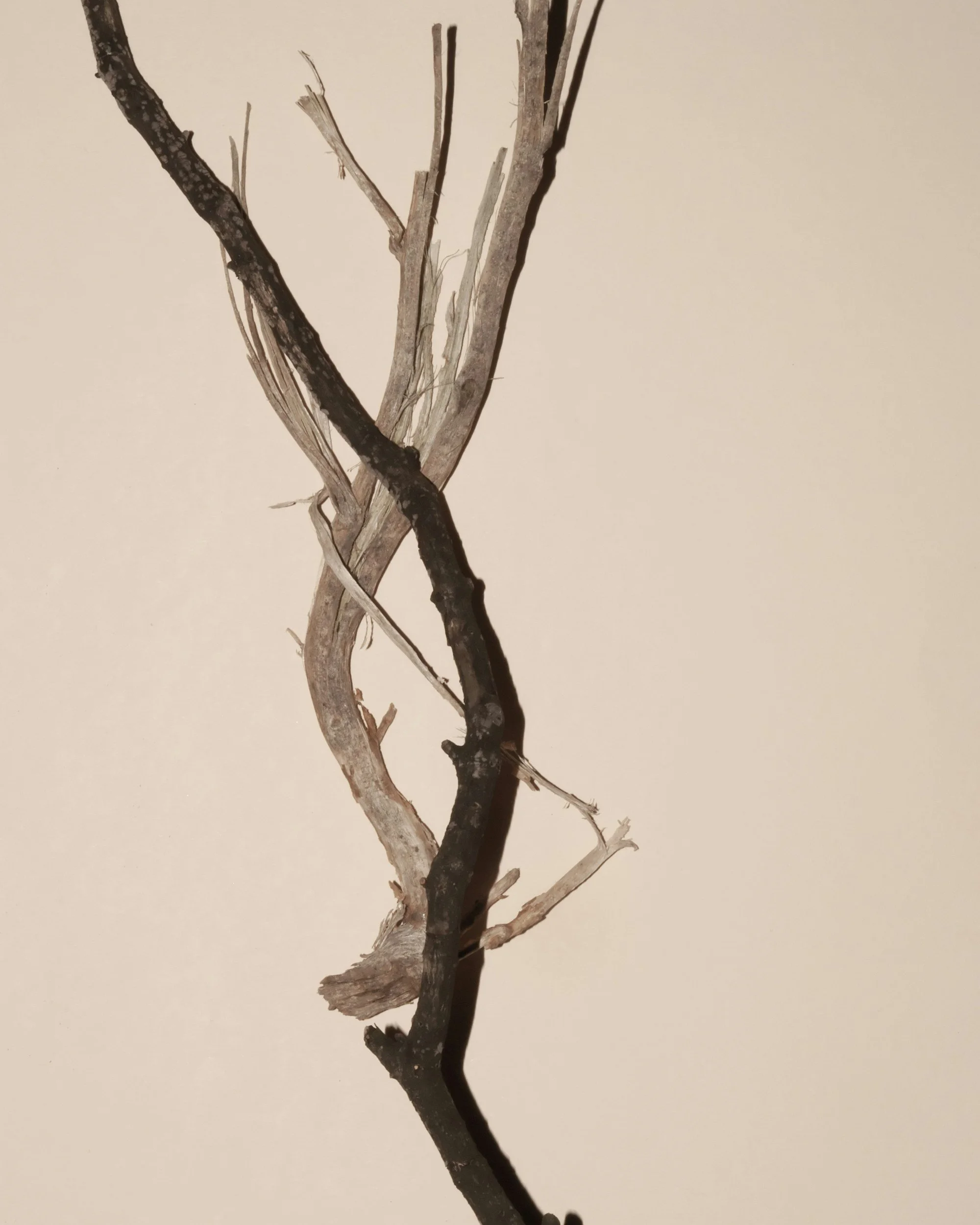 Several intertwined dried twigs and branches against a plain background.