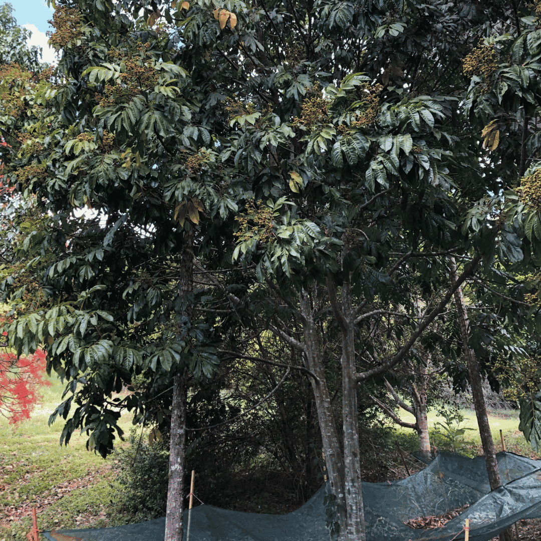 Burdekin Plum_On Tree (2).png
