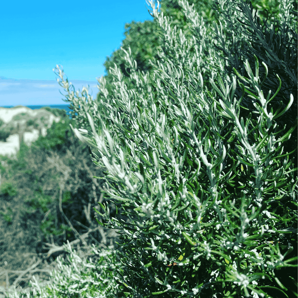 Coastal Rosemary Dried 30g  Creative Native Foods